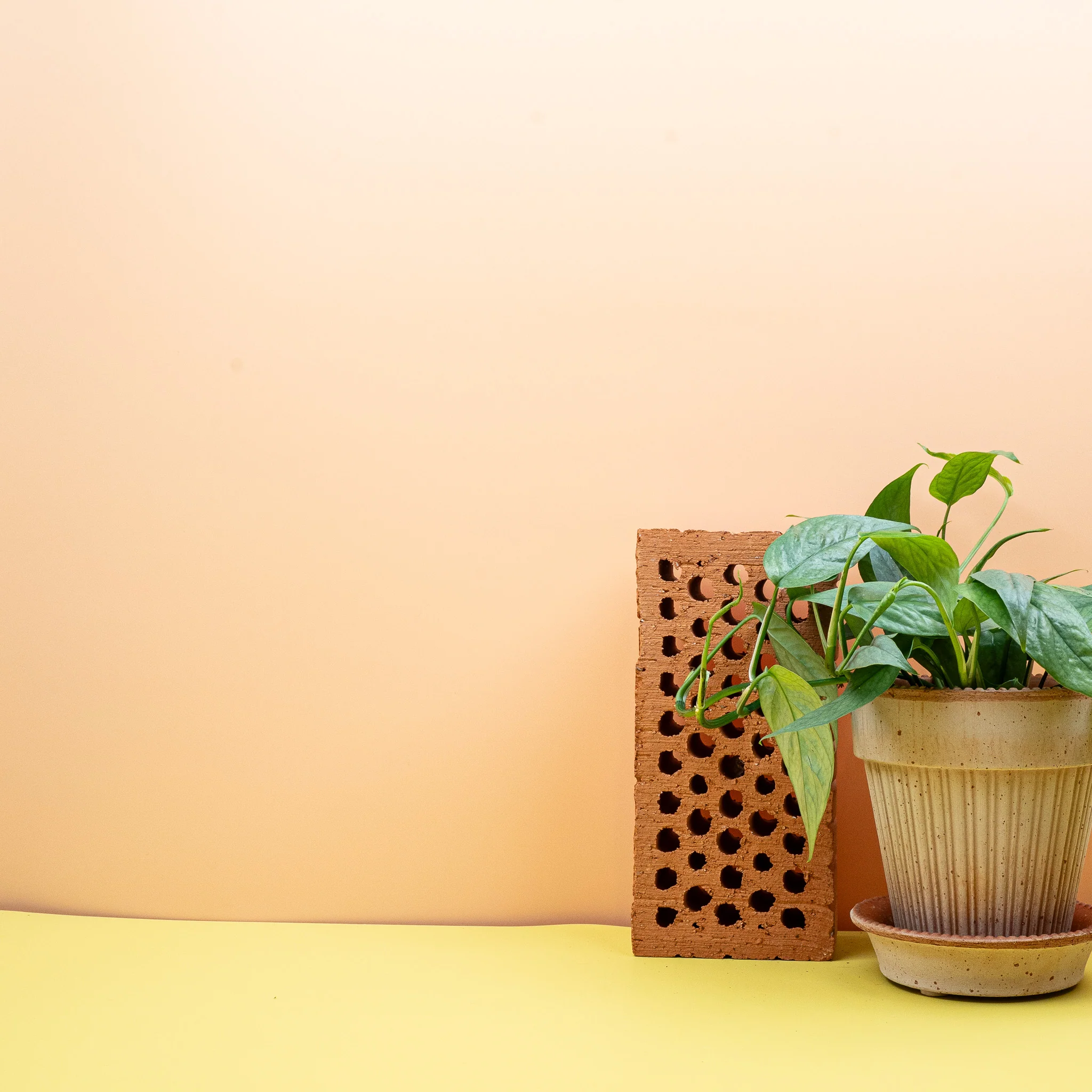 EPIPREMNUM CEBU BLUE - Image 4