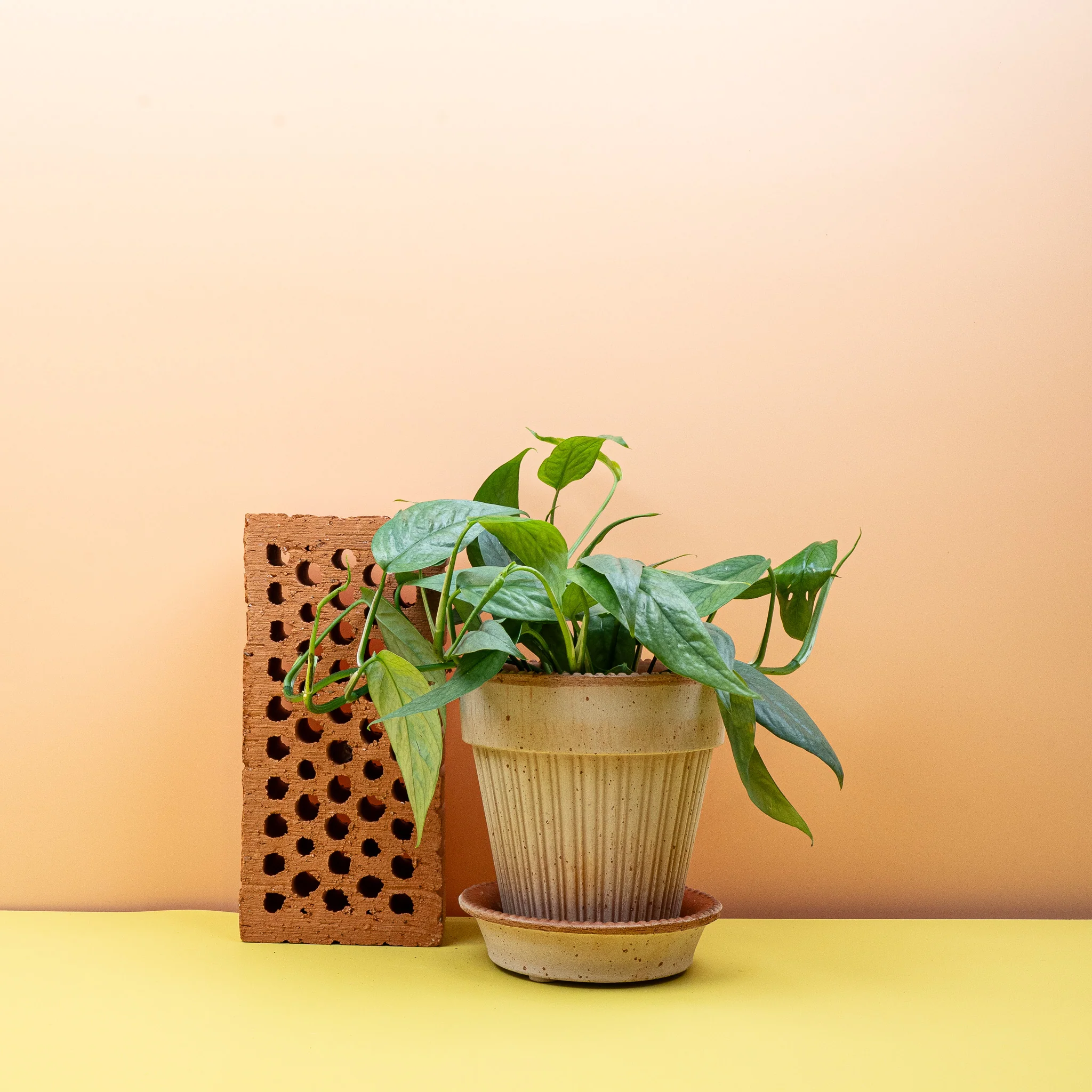 EPIPREMNUM CEBU BLUE - Image 5