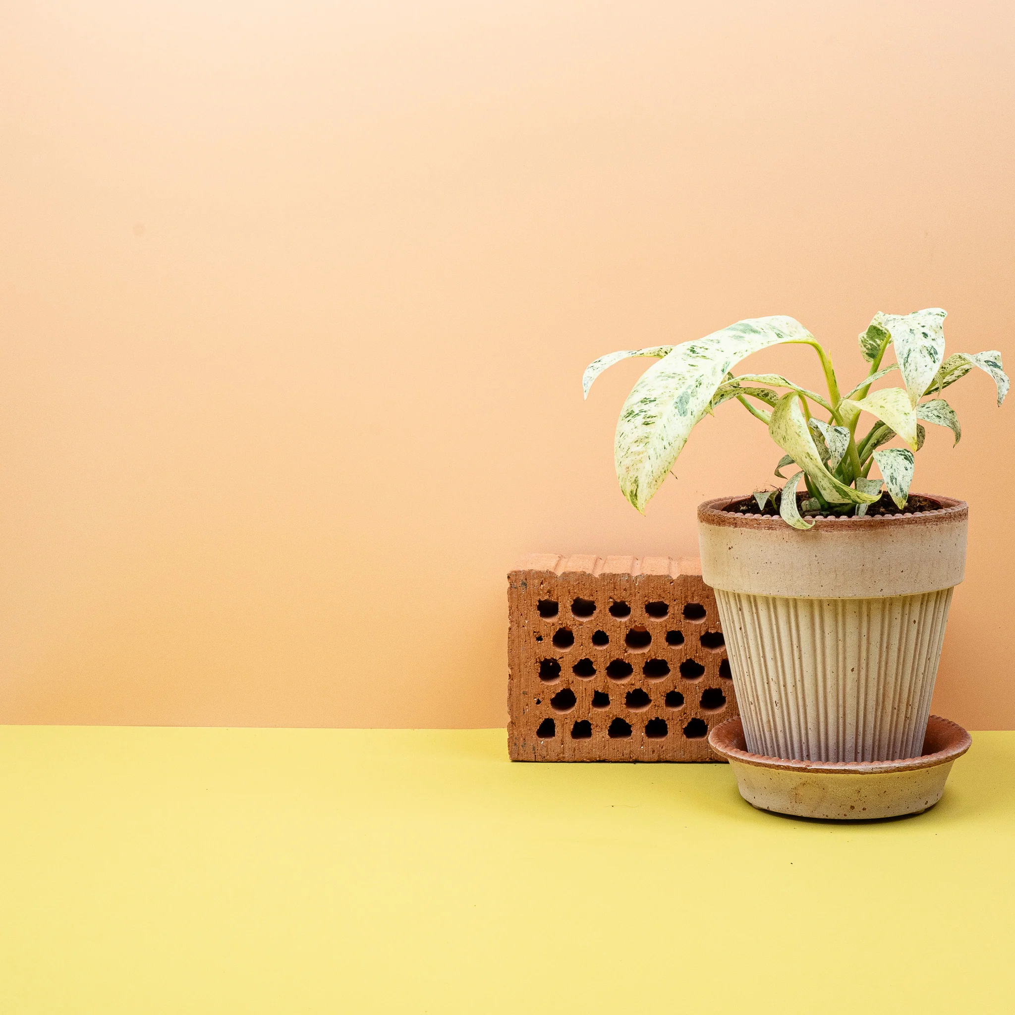 EPIPREMNUM GIGANTEUM VARIEGATA - Image 3