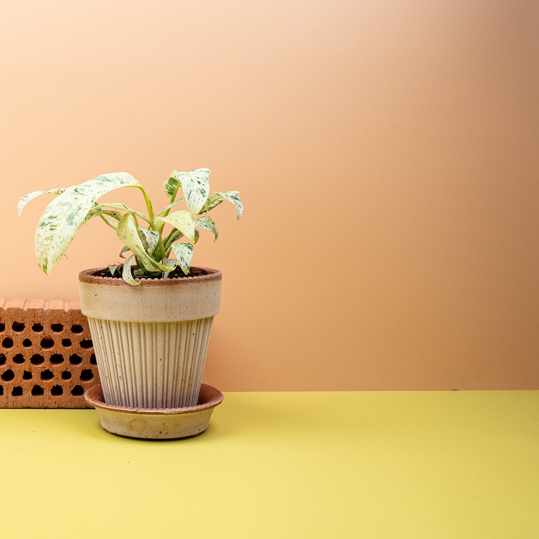 EPIPREMNUM GIGANTEUM VARIEGATA - Image 4