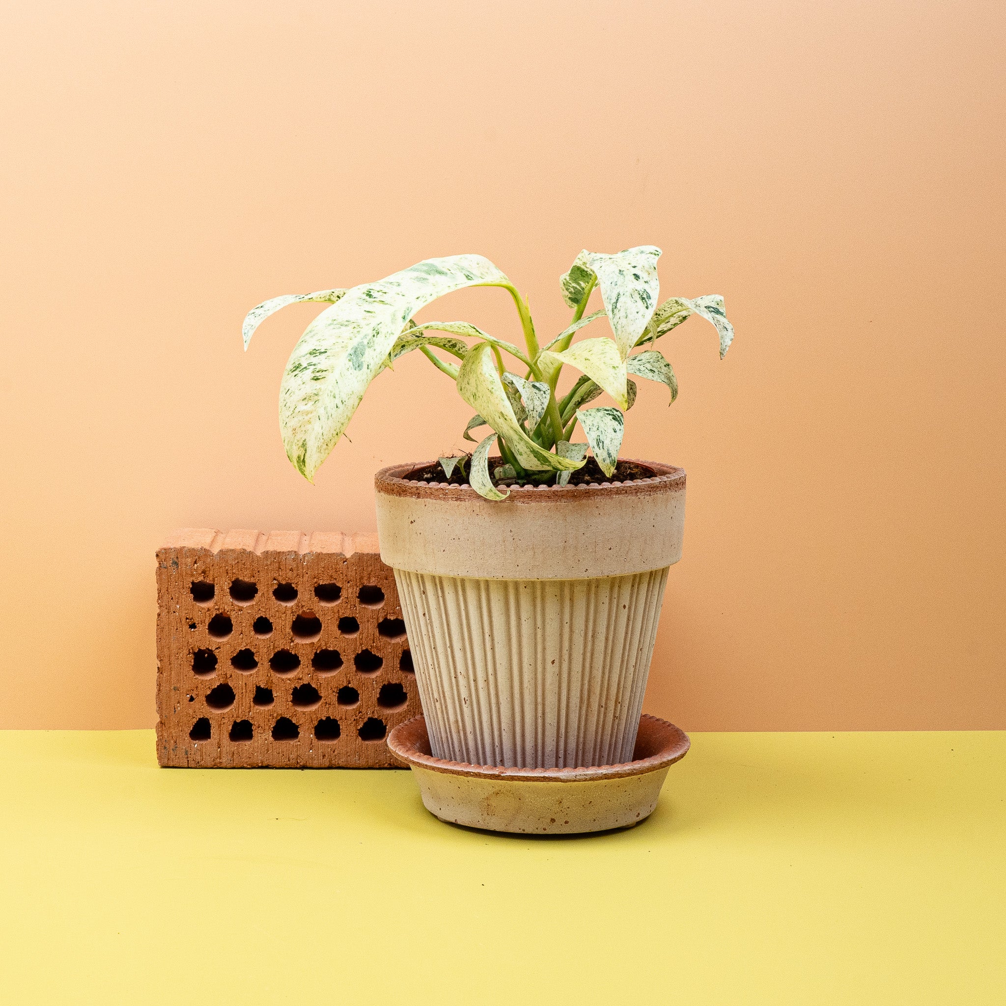 EPIPREMNUM GIGANTEUM VARIEGATA - Image 5