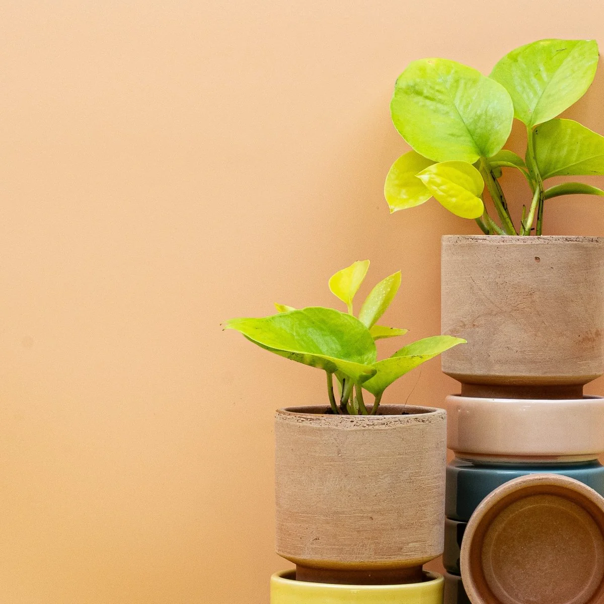 EPIPREMNUM GOLDEN PHOTOS - Image 10