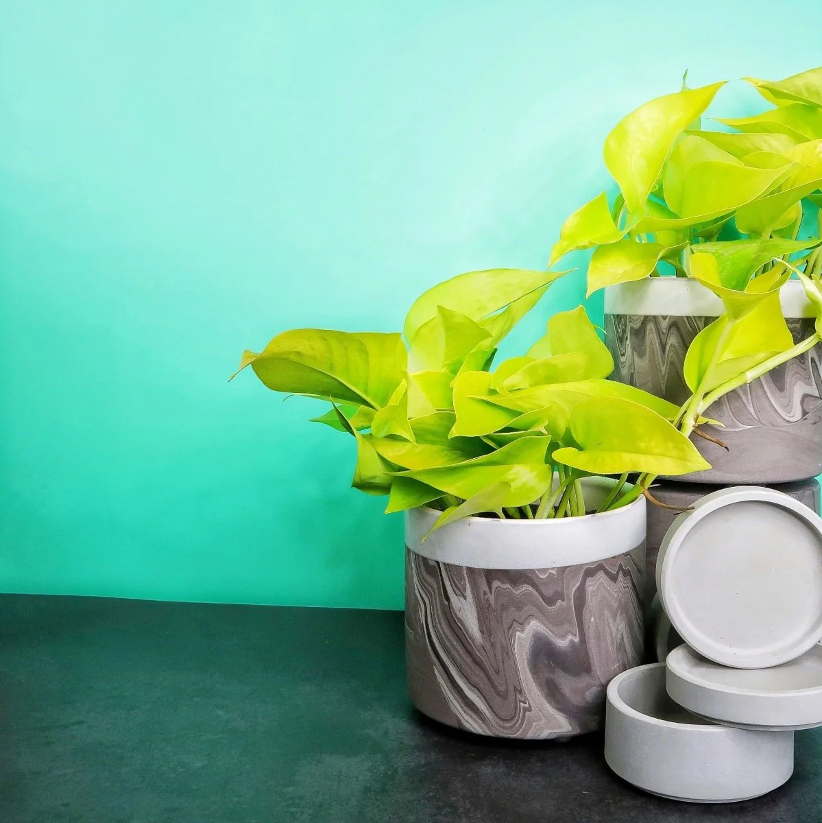 EPIPREMNUM GOLDEN PHOTOS - Image 3