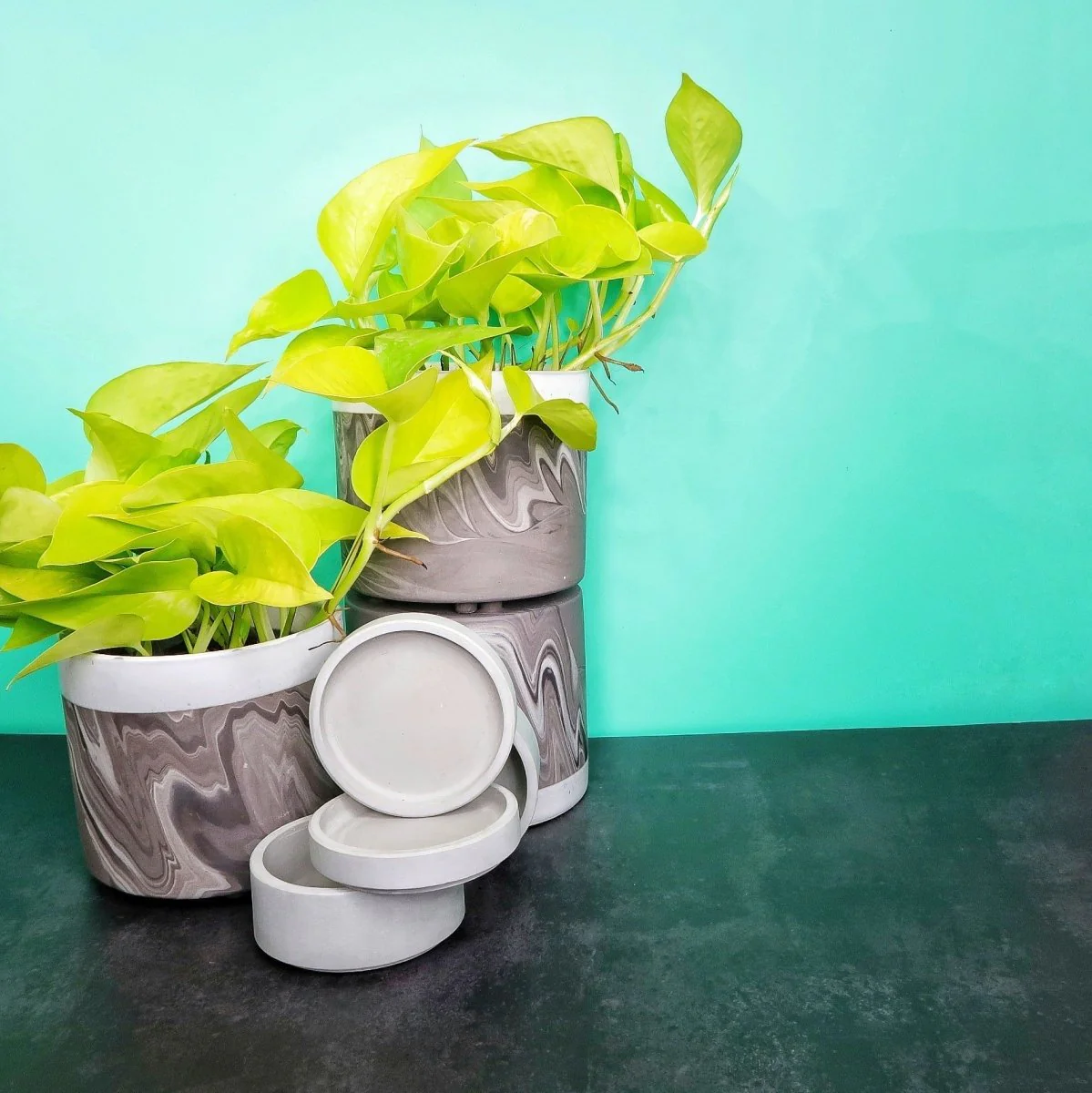 EPIPREMNUM GOLDEN PHOTOS - Image 4