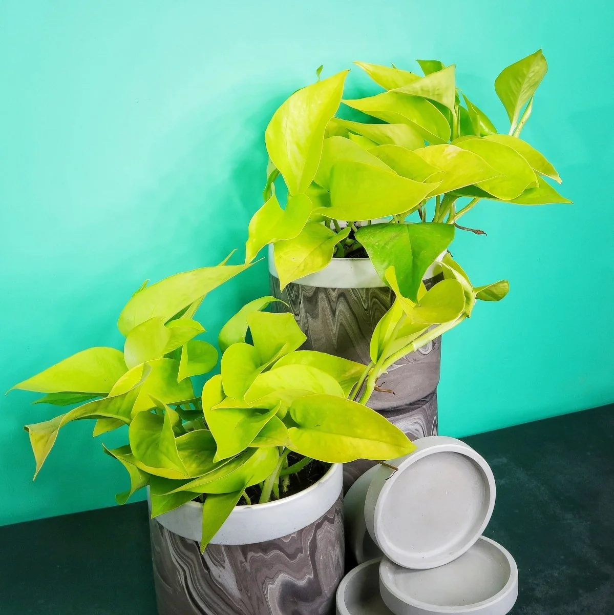 EPIPREMNUM GOLDEN PHOTOS - Image 5