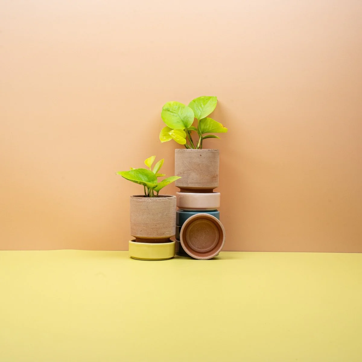 EPIPREMNUM GOLDEN PHOTOS - Image 6