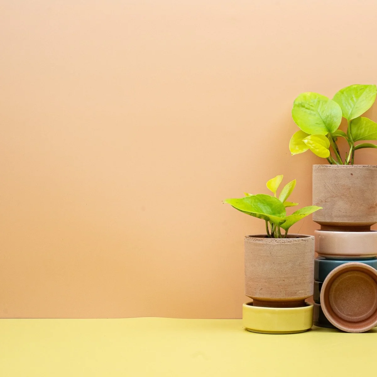 EPIPREMNUM GOLDEN PHOTOS - Image 8