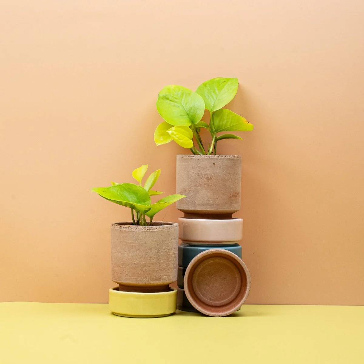 EPIPREMNUM GOLDEN PHOTOS - Image 9