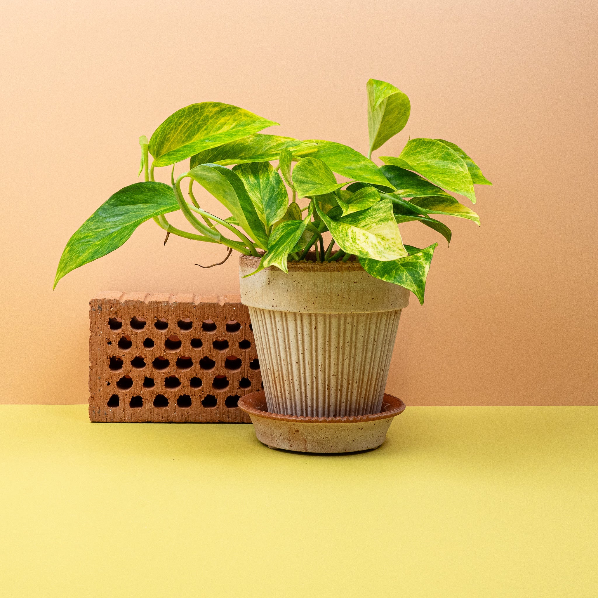 LUFTREINIGENDE ZIMMERPFLANZEN