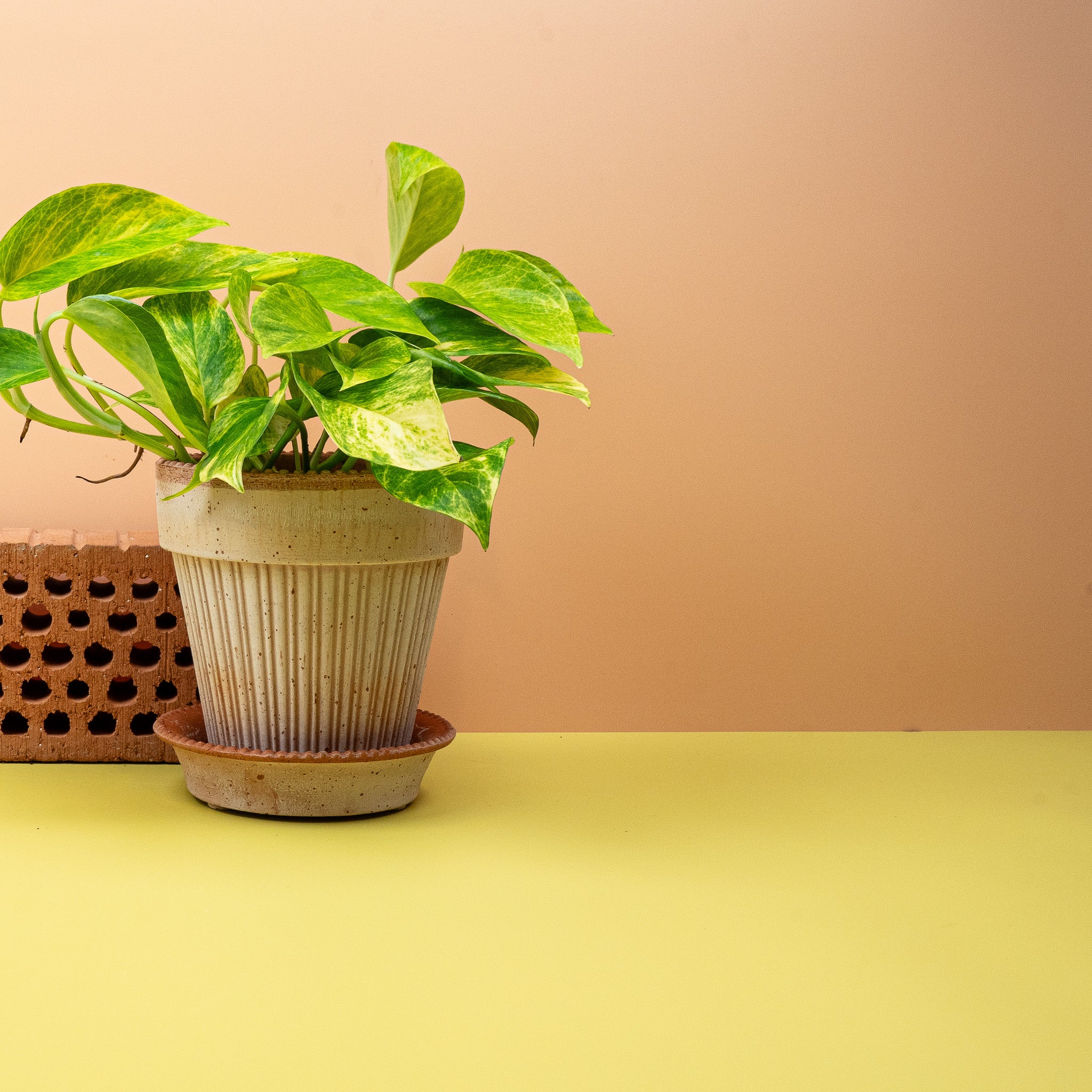 EPIPREMNUM KIWI - Image 3