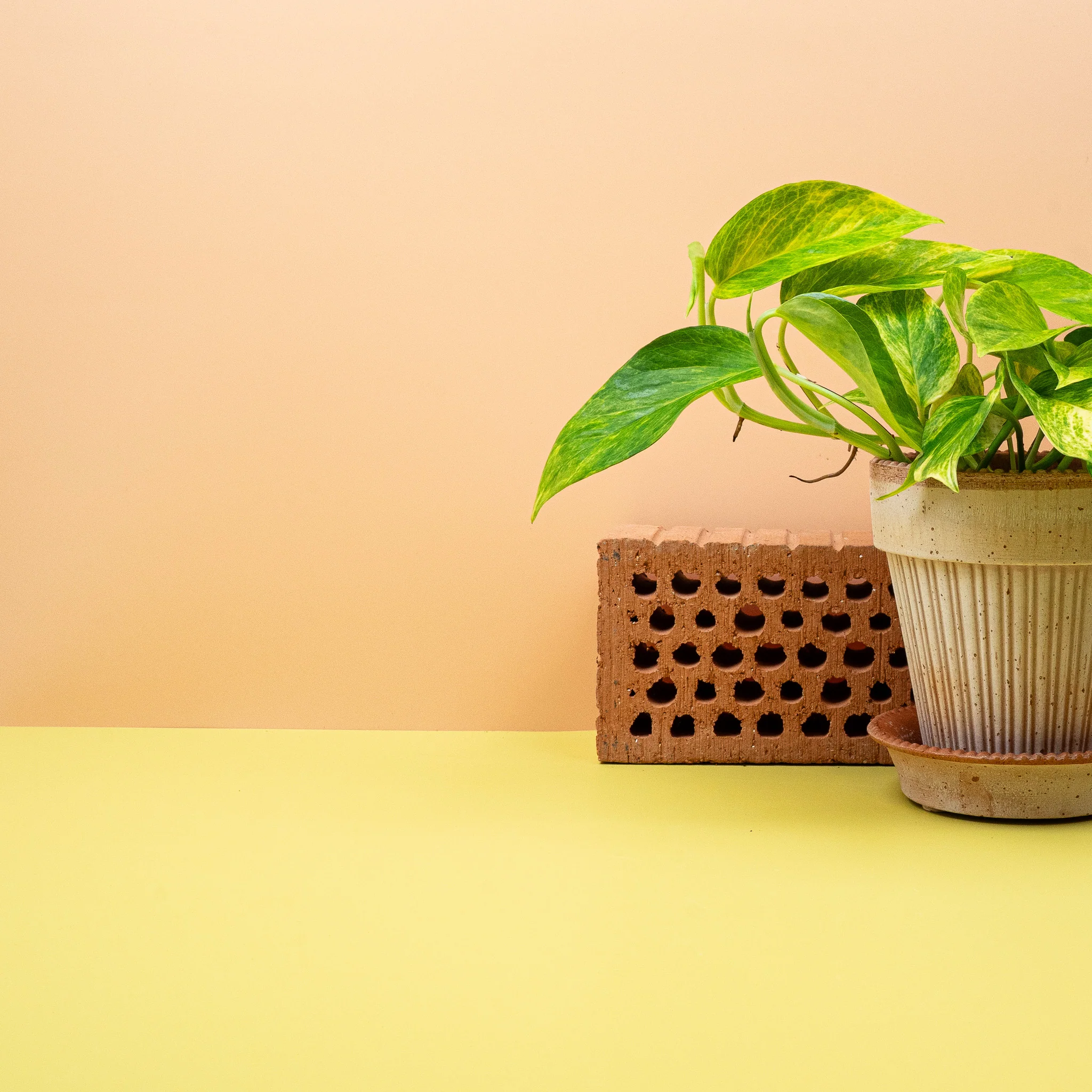 EPIPREMNUM KIWI - Image 4