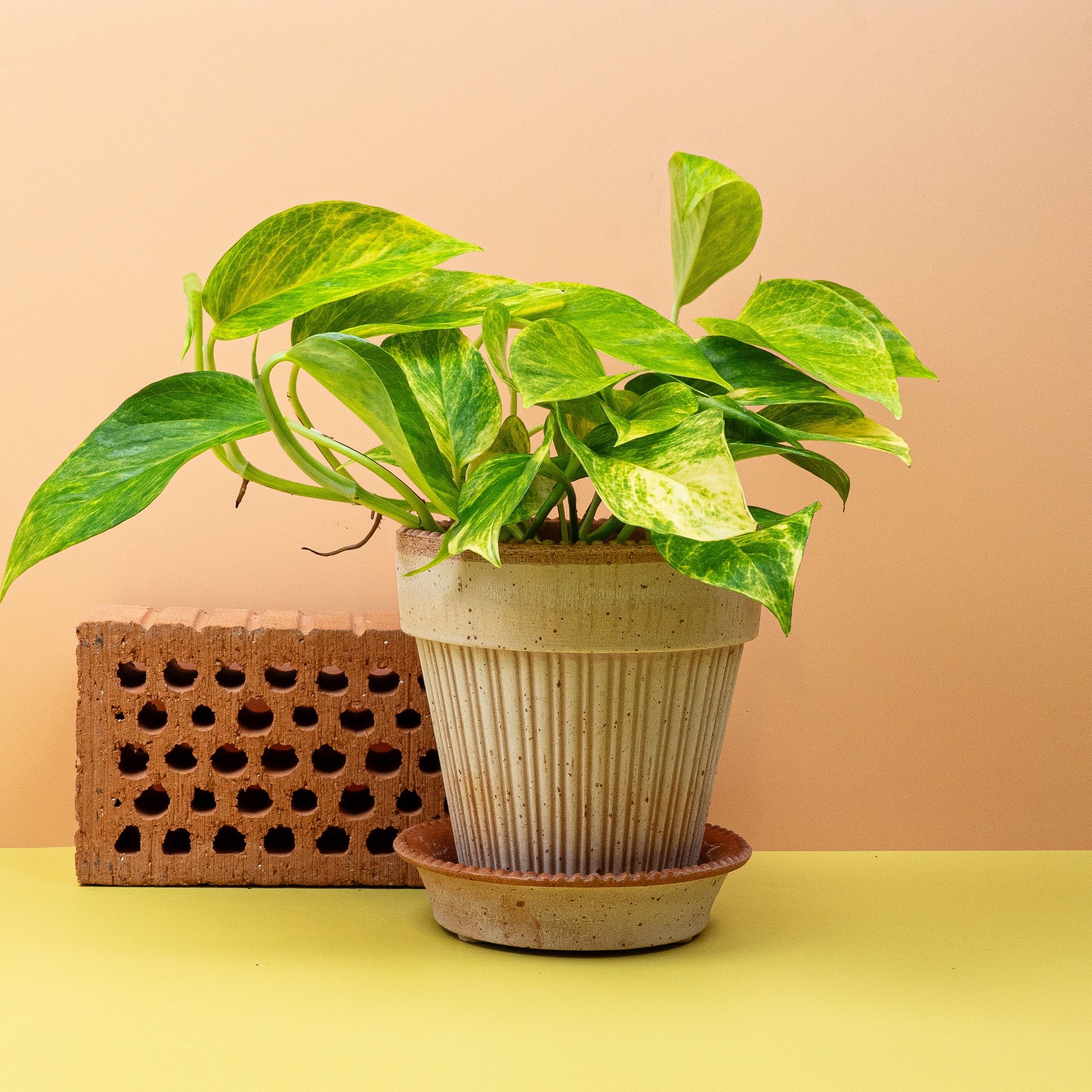 EPIPREMNUM KIWI - Image 5