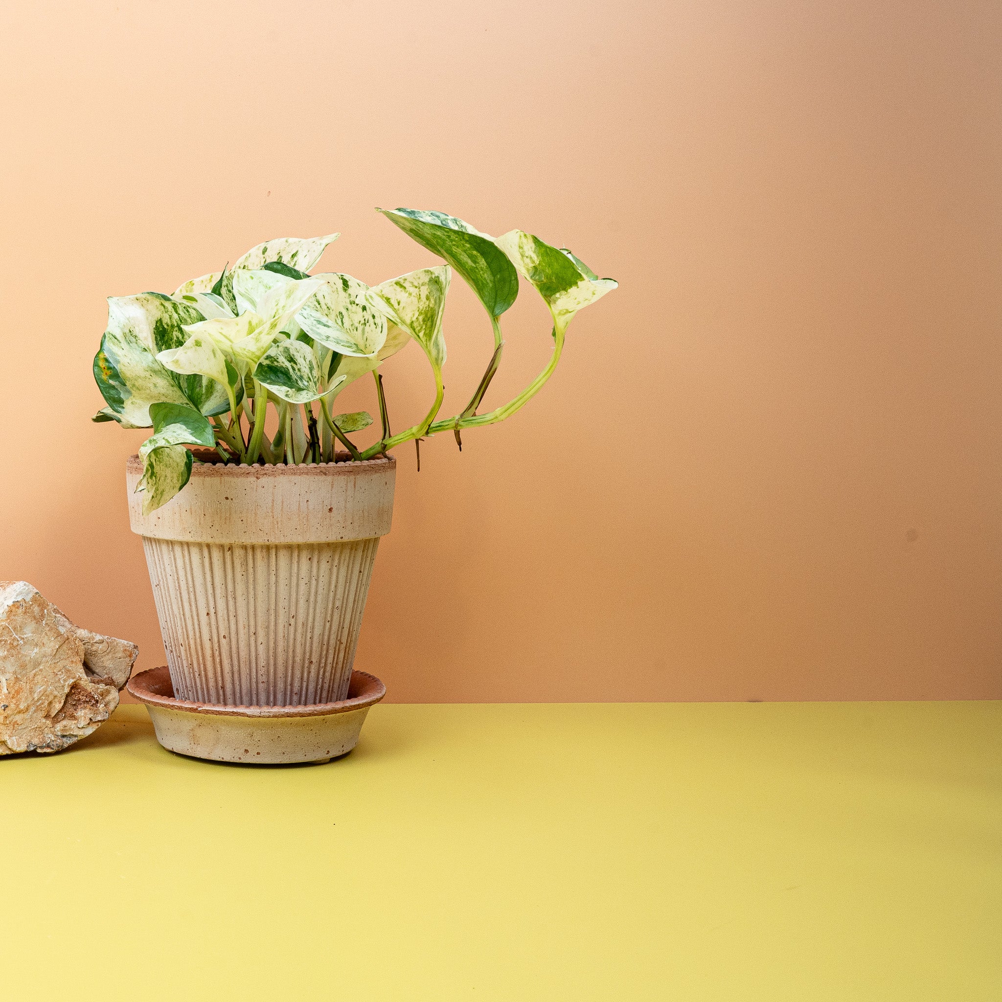 EPIPREMNUM MANJULA - Image 3