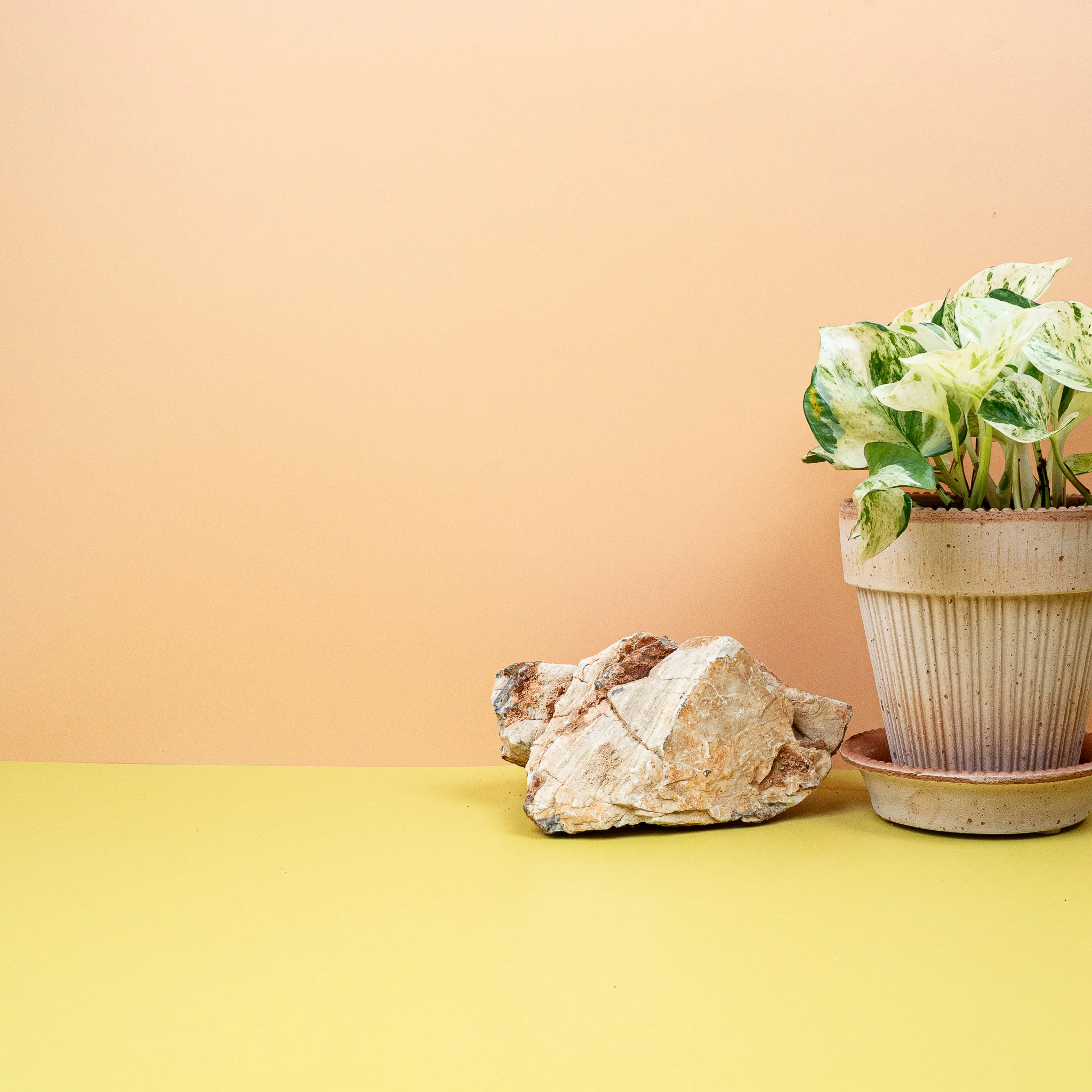 EPIPREMNUM MANJULA - Image 4