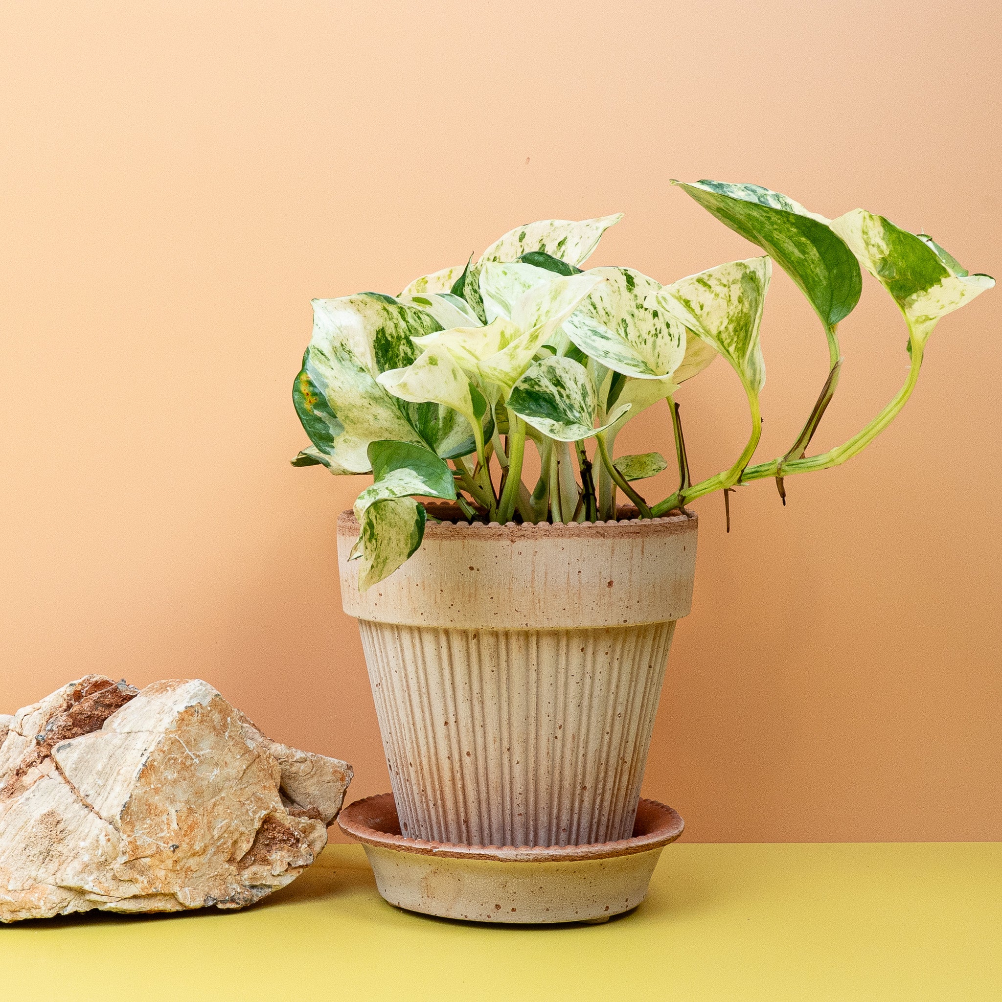 EPIPREMNUM MANJULA - Image 5