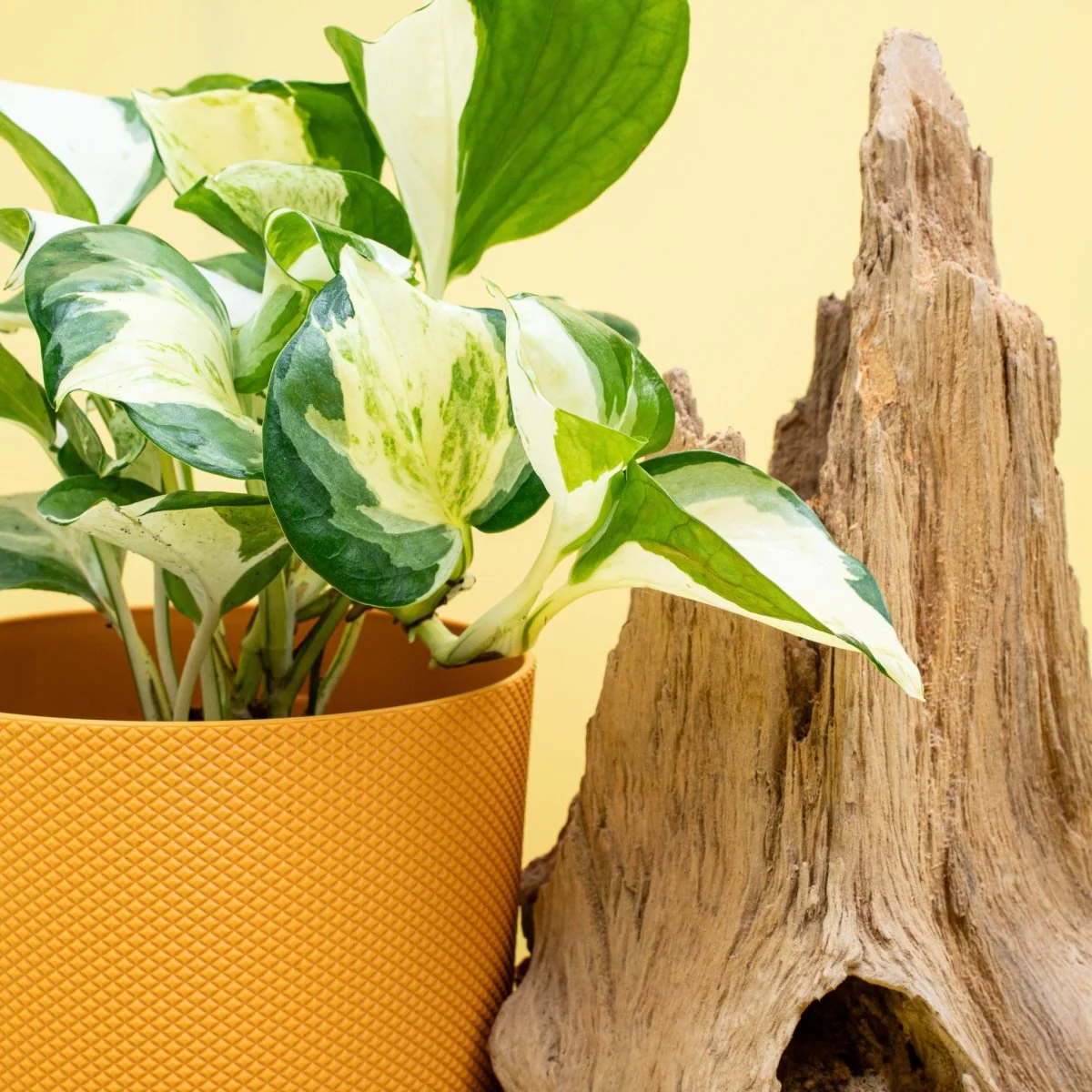 EPIPREMNUM MANJULA APPLE - Image 3