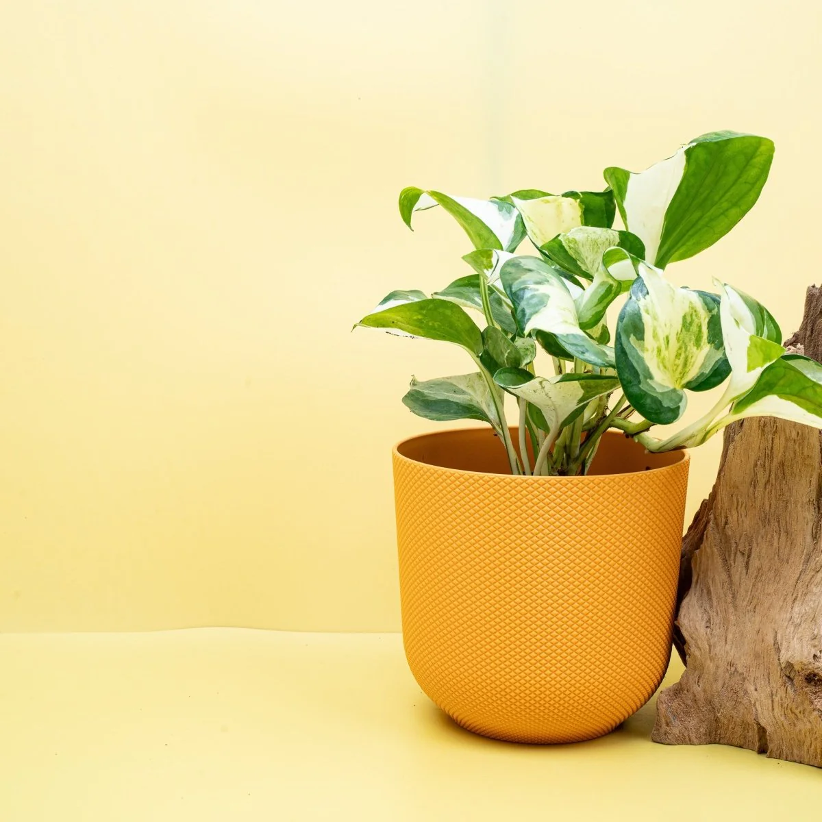 EPIPREMNUM MANJULA APPLE - Image 4