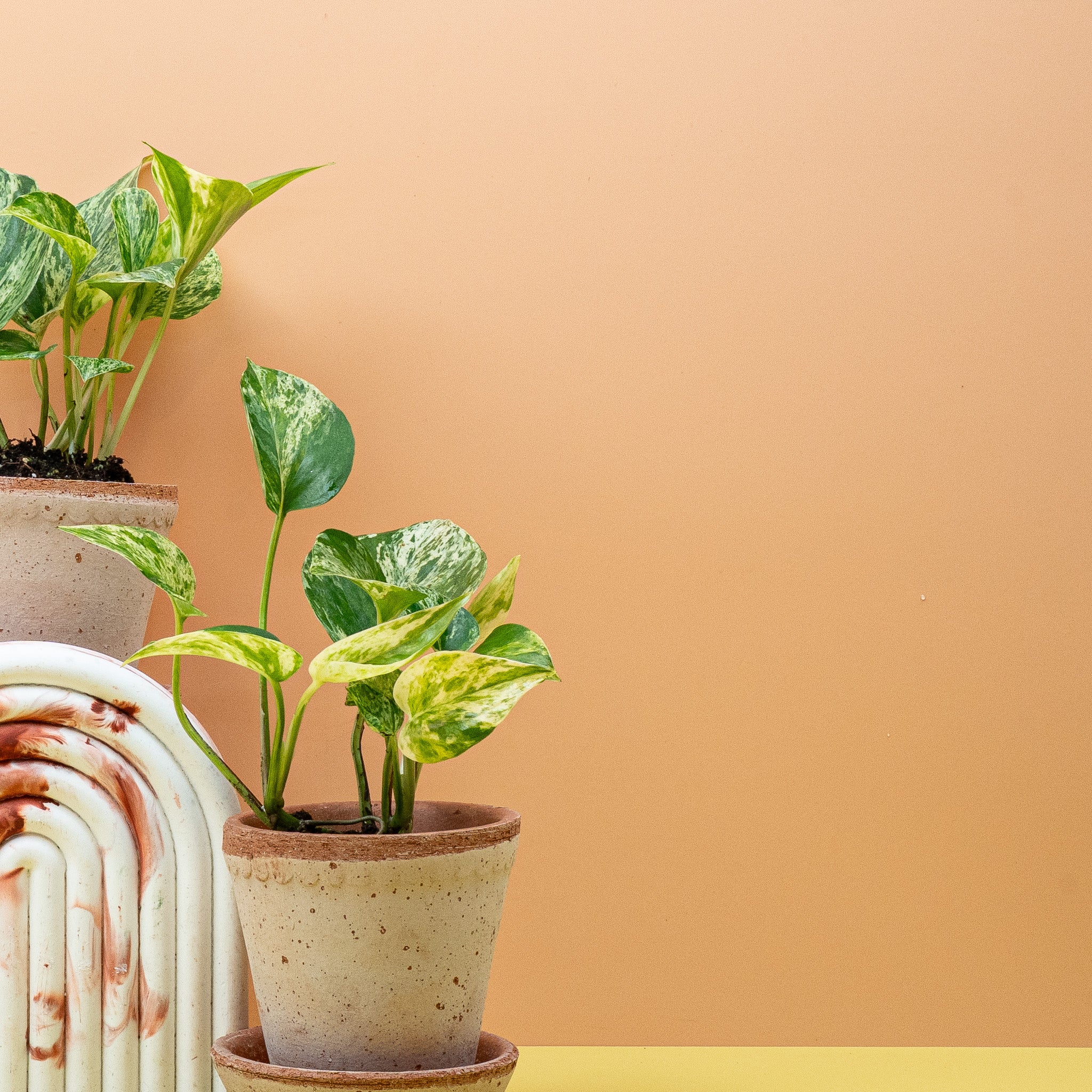 EPIPREMNUM MARBLE QUEEN - Image 10