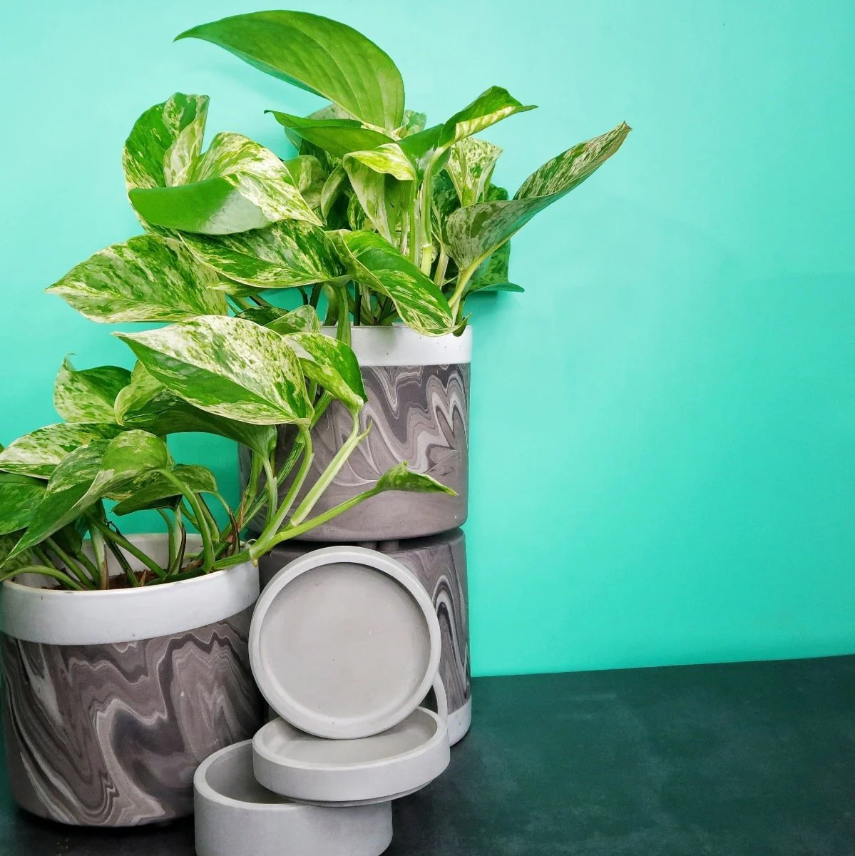 EPIPREMNUM MARBLE QUEEN - Image 3