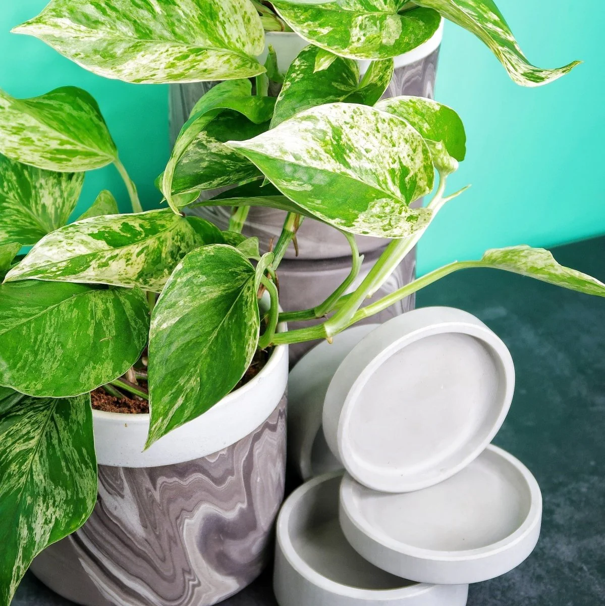 EPIPREMNUM MARBLE QUEEN - Image 5