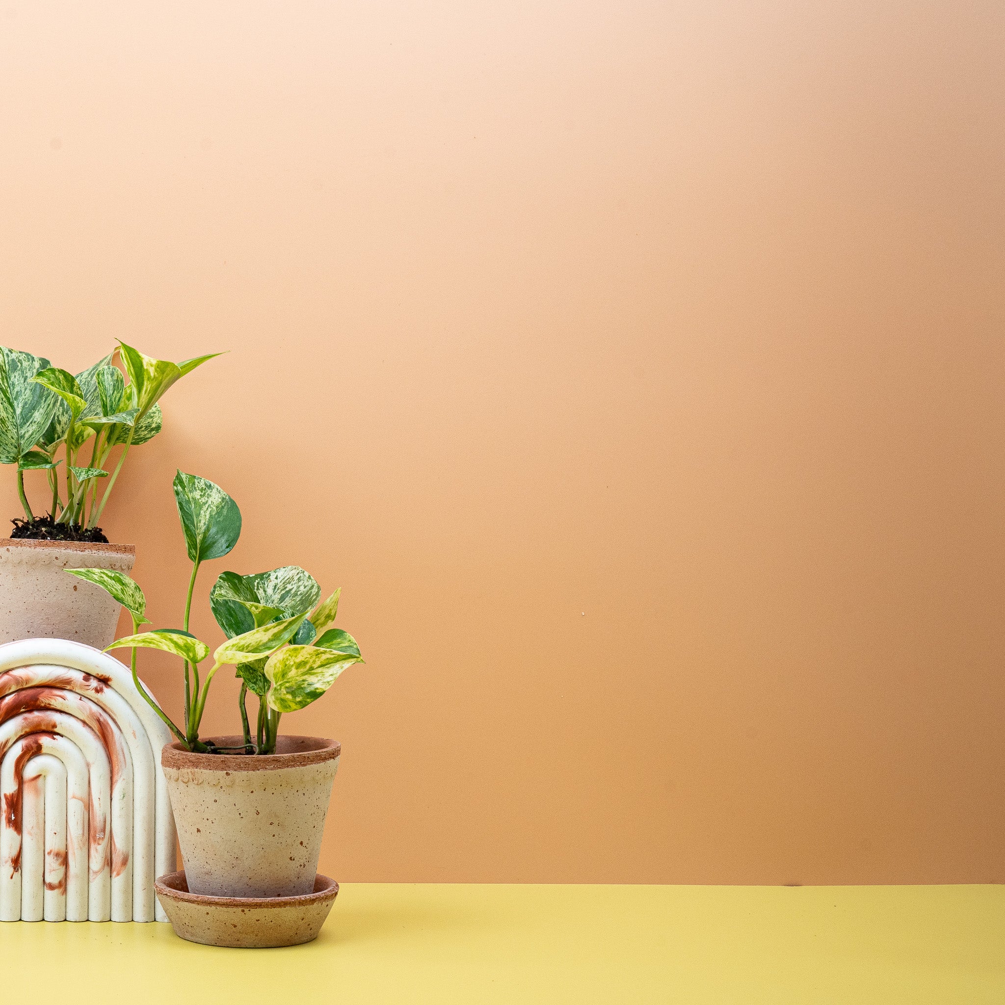 EPIPREMNUM MARBLE QUEEN - Image 7