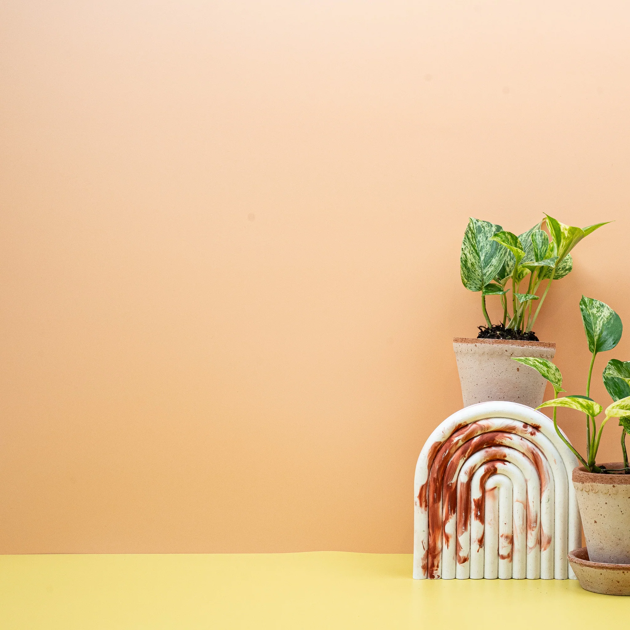 EPIPREMNUM MARBLE QUEEN - Image 8