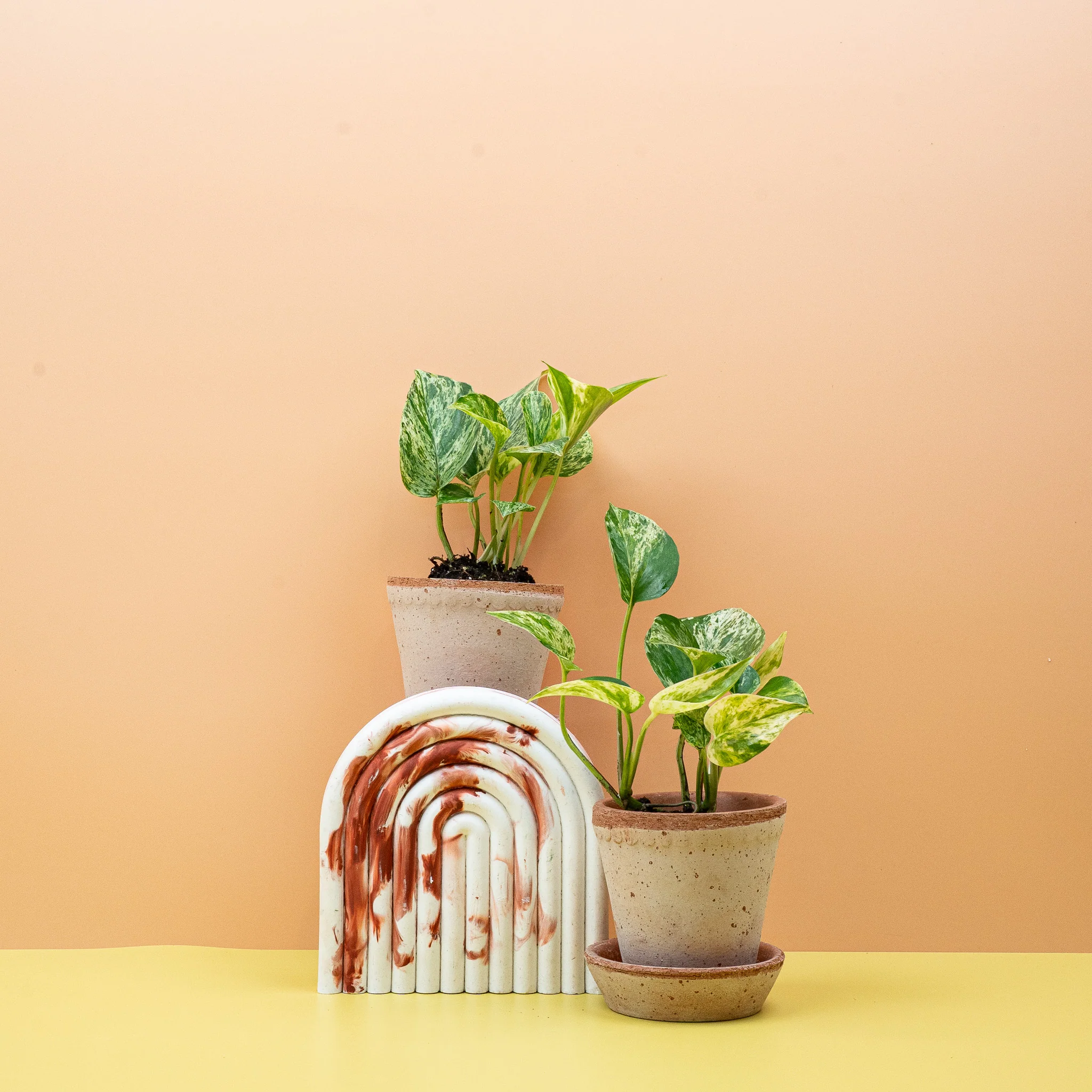 EPIPREMNUM MARBLE QUEEN - Image 9