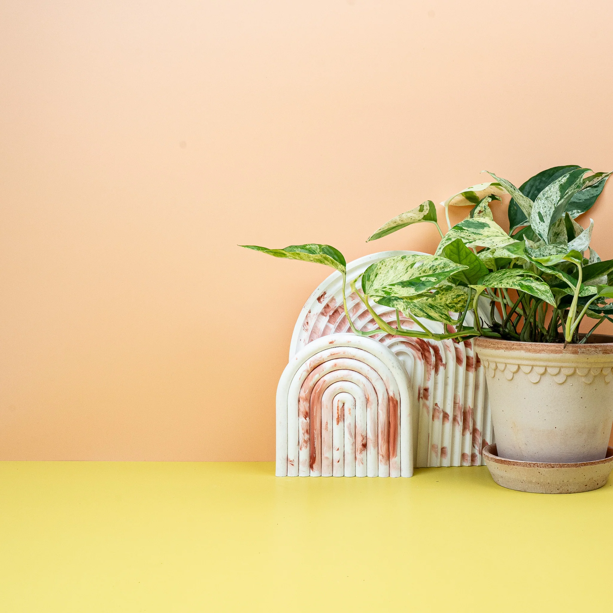 EPIPREMNUM PINNATUM VARIEGATA - Image 4