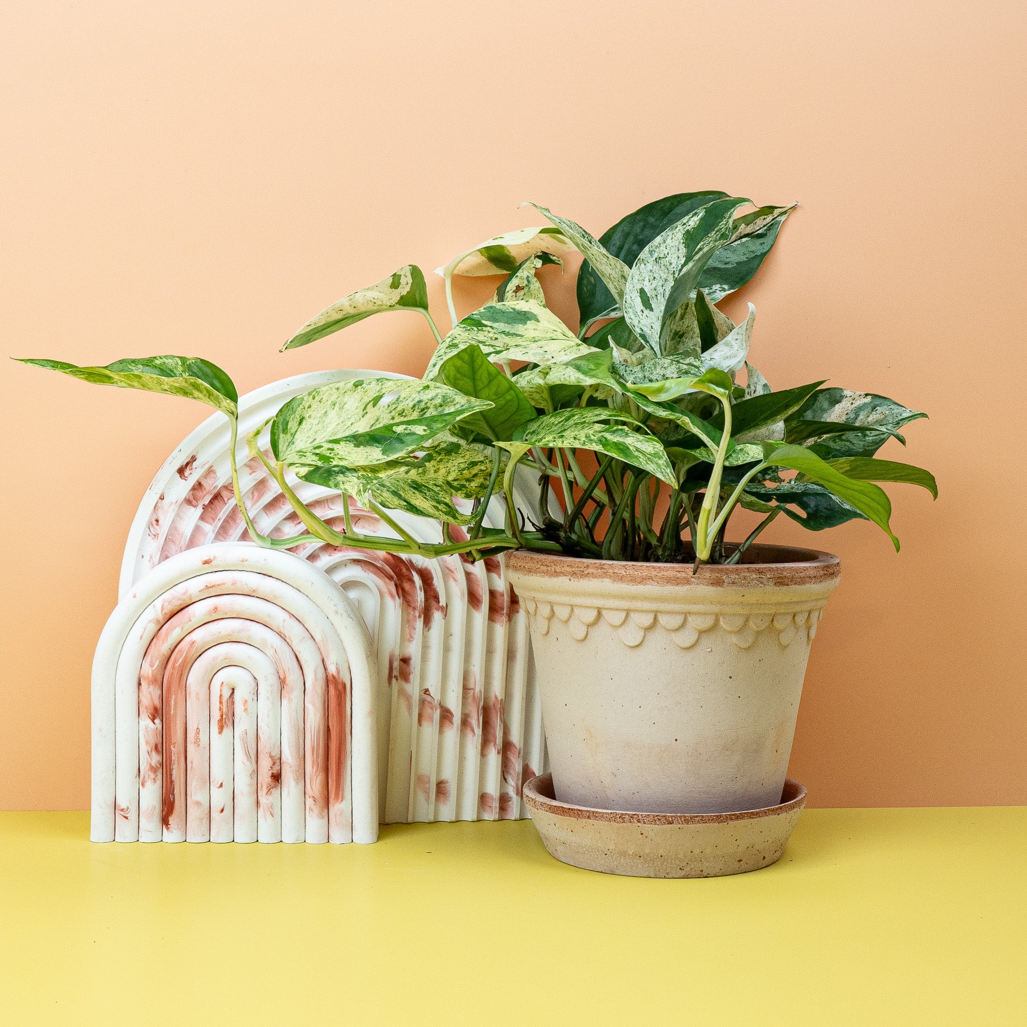 EPIPREMNUM PINNATUM VARIEGATA - Image 5