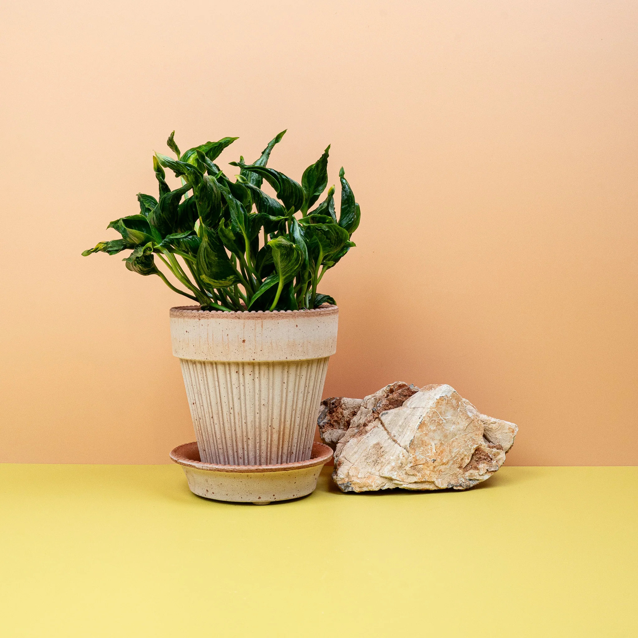 EPIPREMNUM SHANGRI-LA - Image 4