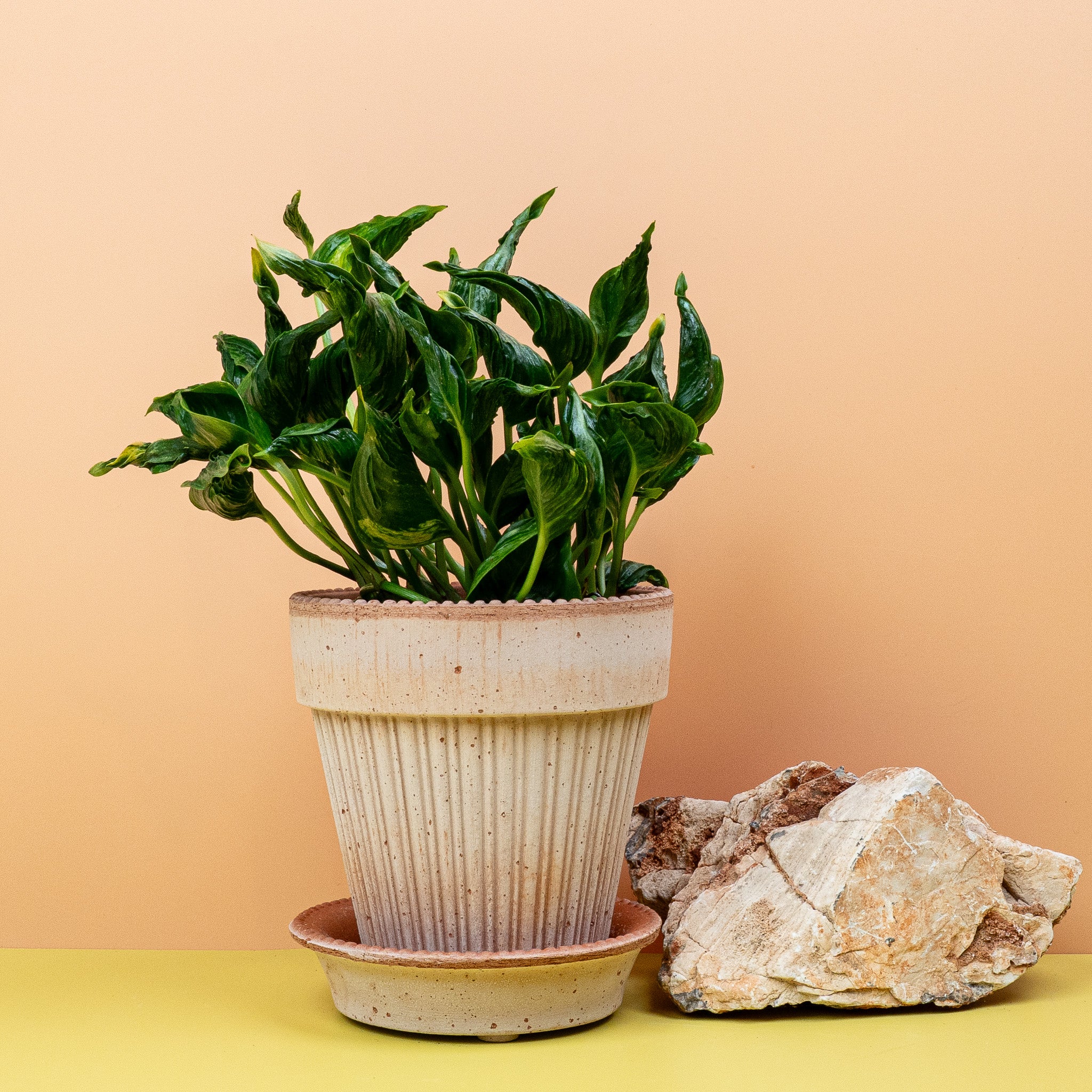 EPIPREMNUM SHANGRI-LA - Image 5