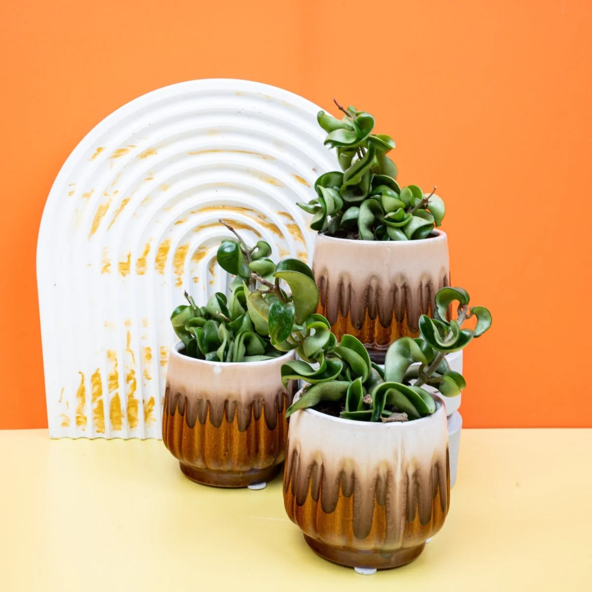 HOYA CARNOSA COMPACTA - Image 10