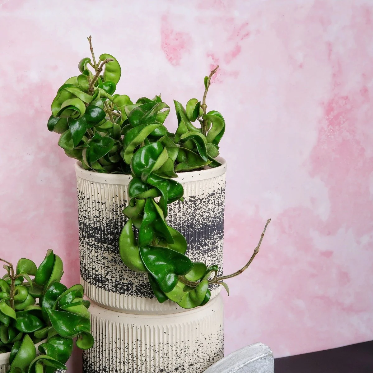 HOYA CARNOSA COMPACTA - Image 3