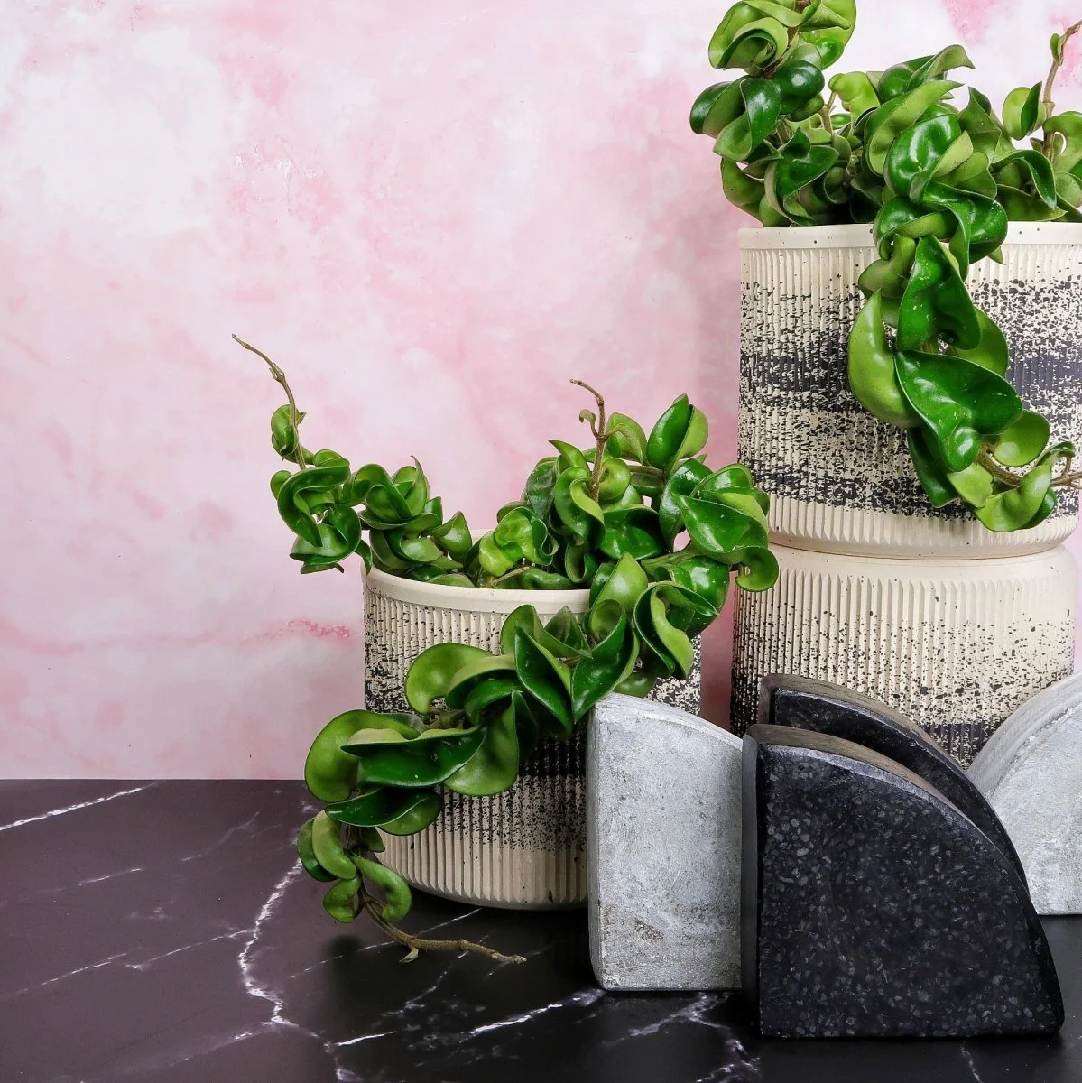 HOYA CARNOSA COMPACTA - Image 4