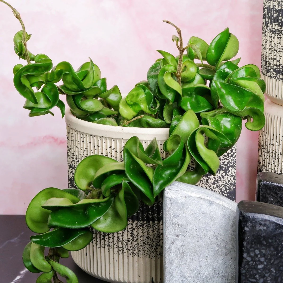 HOYA CARNOSA COMPACTA - Image 5