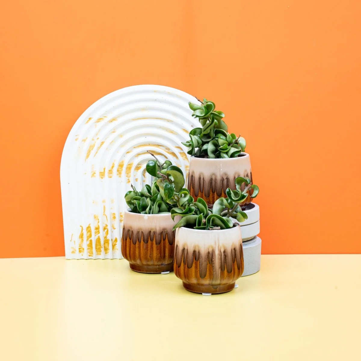 HOYA CARNOSA COMPACTA - Image 6