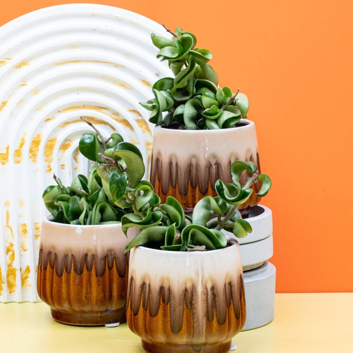 HOYA CARNOSA COMPACTA - Image 7