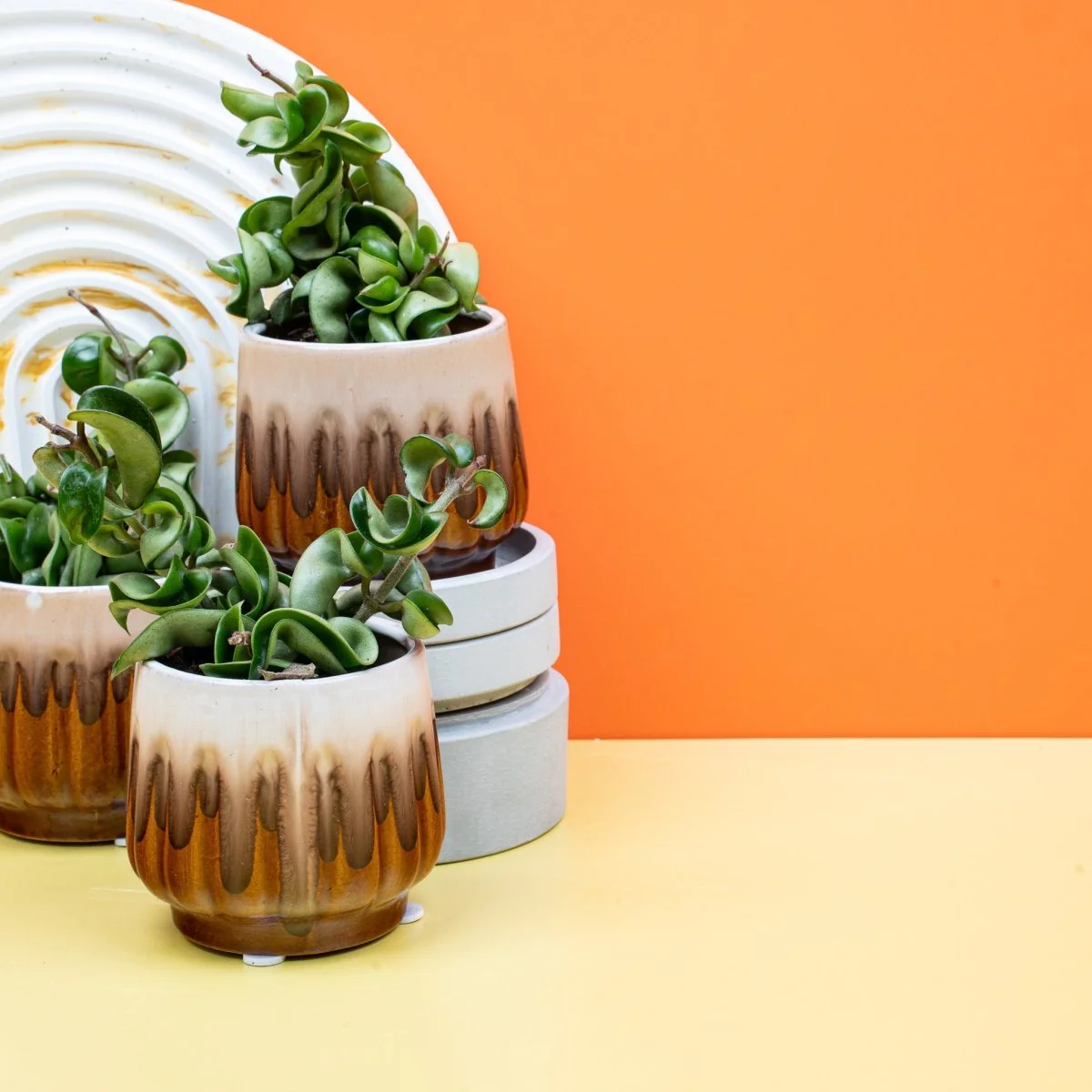 HOYA CARNOSA COMPACTA - Image 8