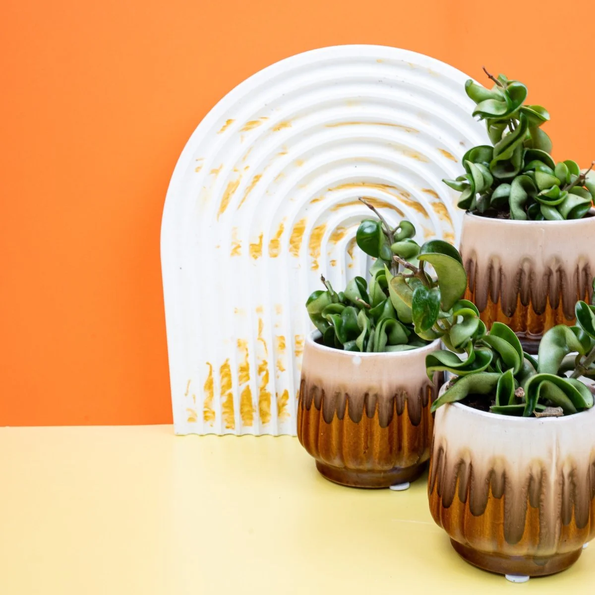 HOYA CARNOSA COMPACTA - Image 9