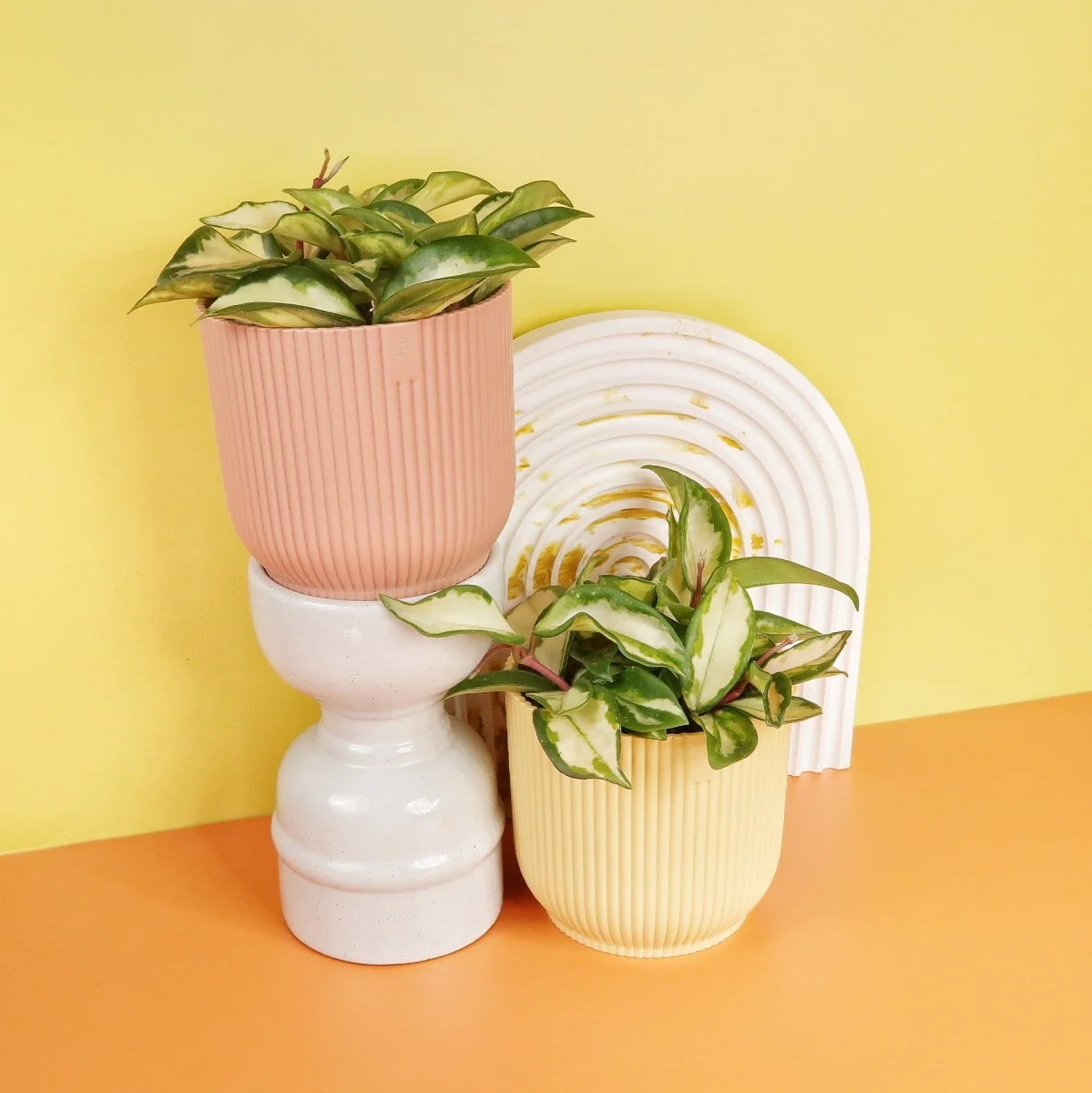 HOYA CARNOSA TRICOLOR - Image 10