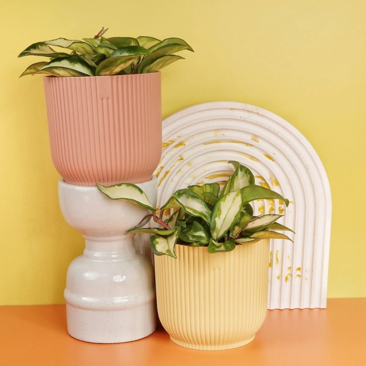 HOYA CARNOSA TRICOLOR - Image 11