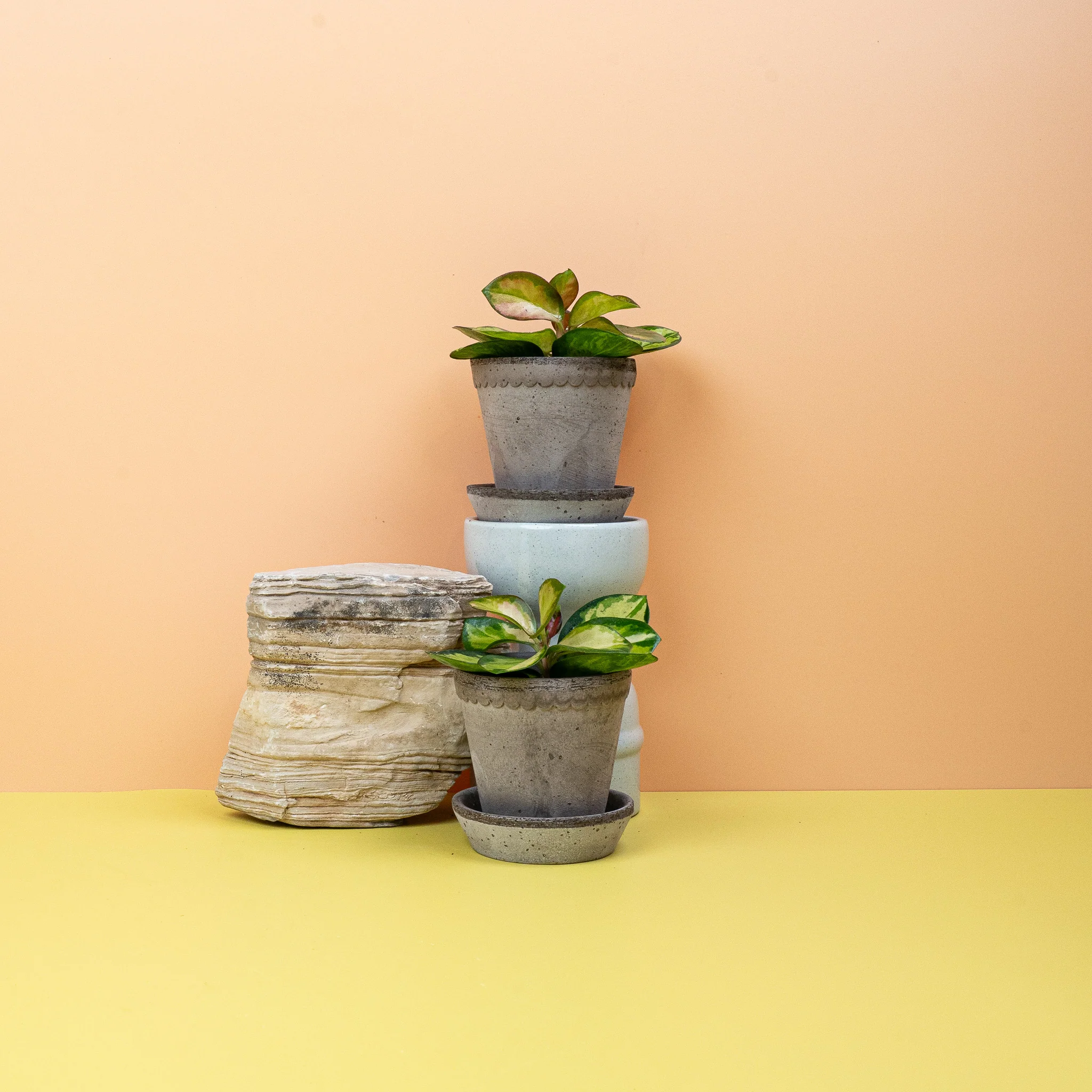 HOYA CARNOSA TRICOLOR - Image 12