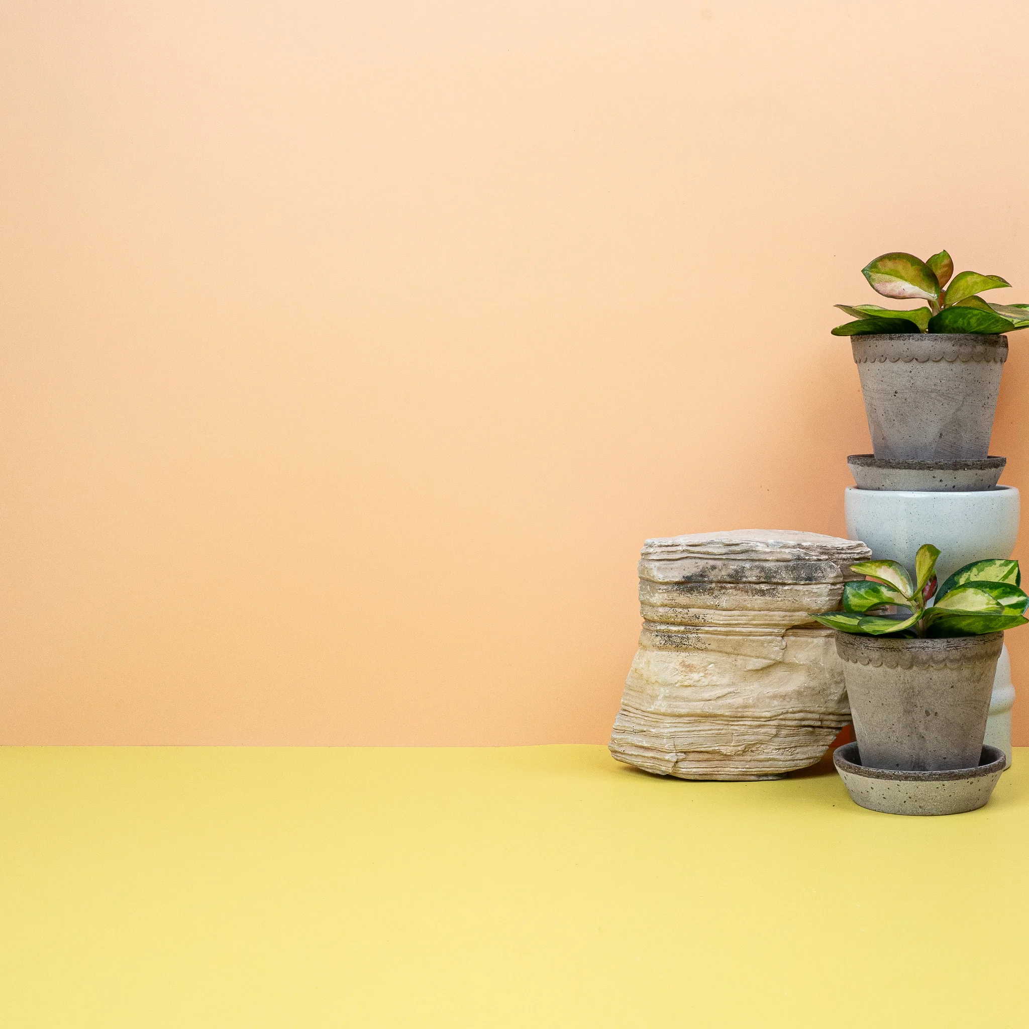 HOYA CARNOSA TRICOLOR - Image 13