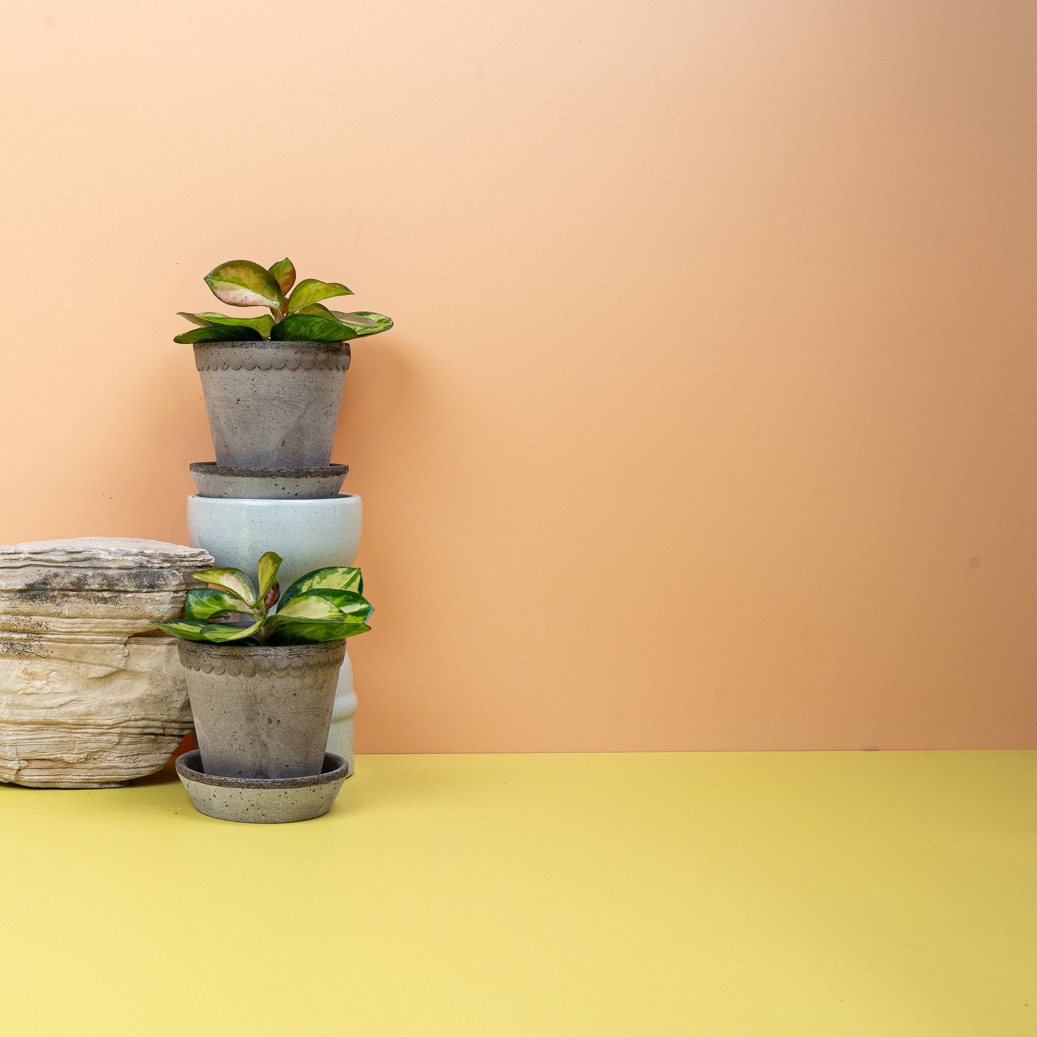 HOYA CARNOSA TRICOLOR - Image 14