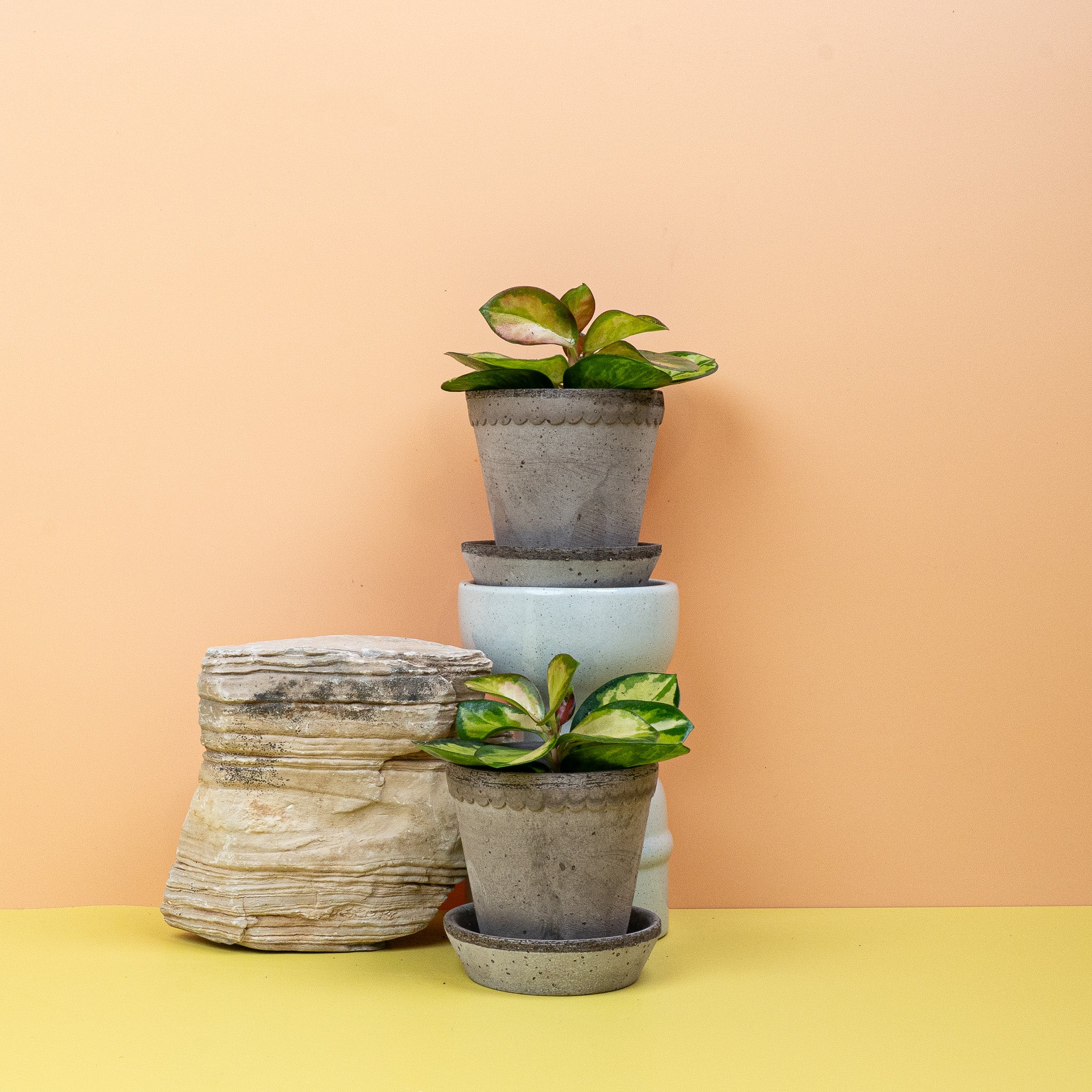 HOYA CARNOSA TRICOLOR - Image 15