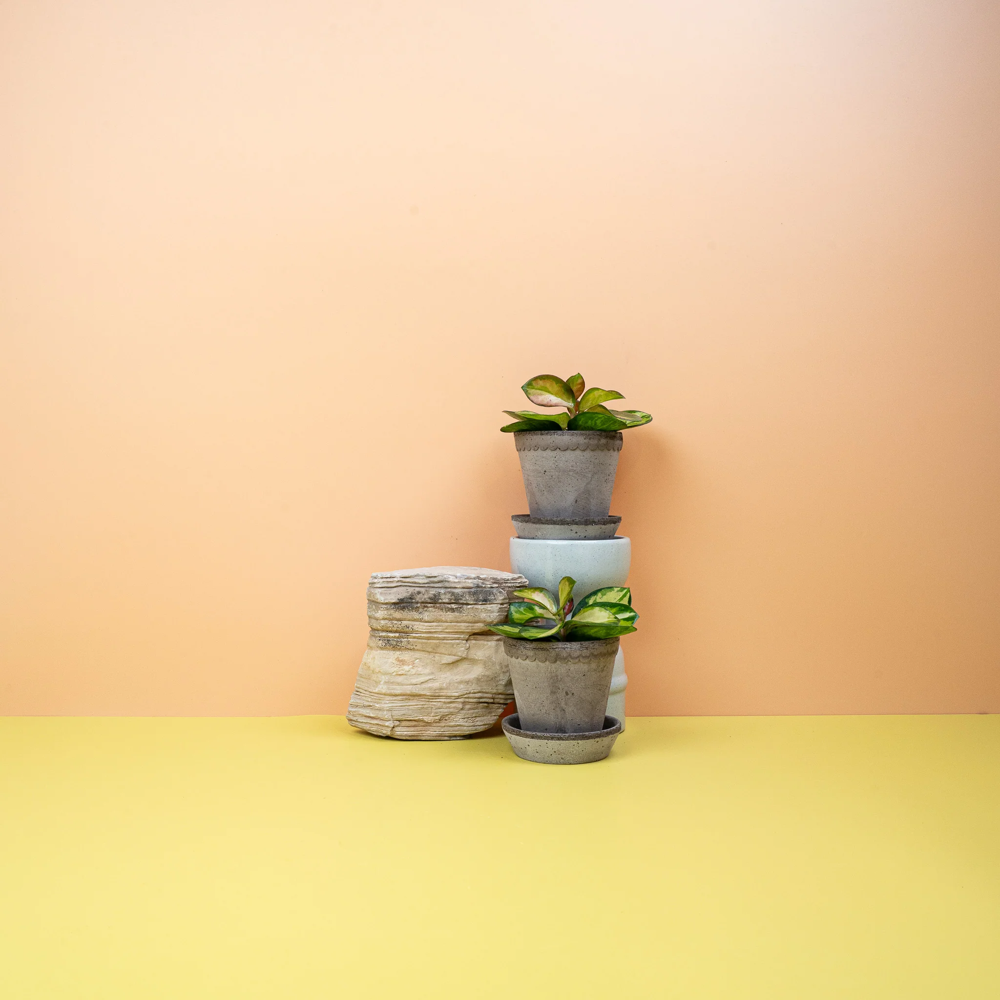 HOYA CARNOSA TRICOLOR - Image 16