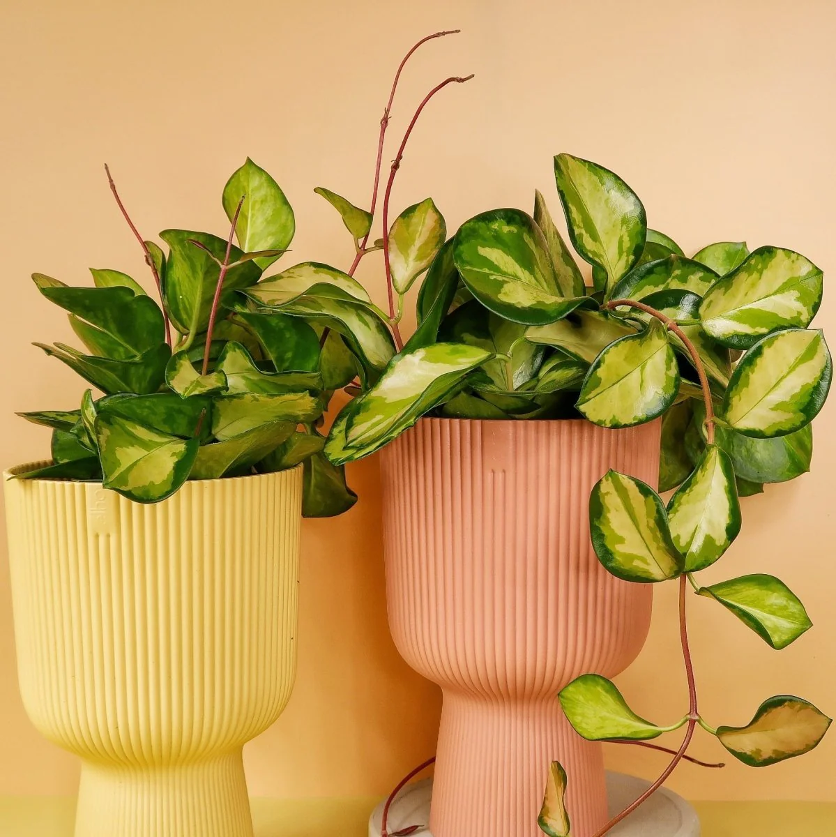 HOYA CARNOSA TRICOLOR - Image 4