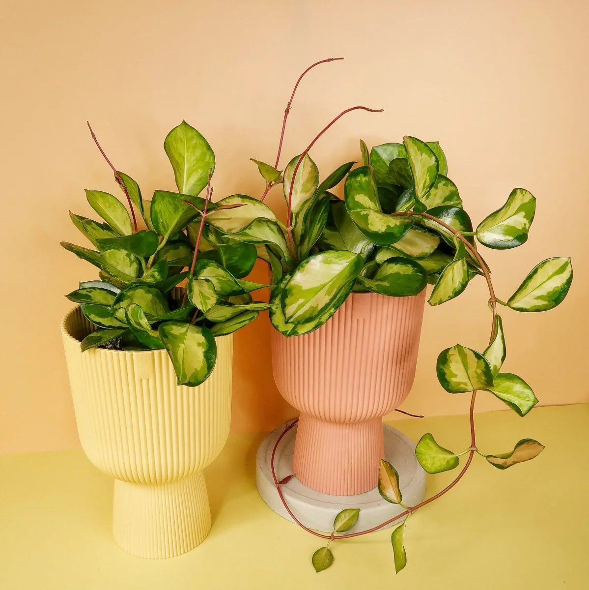 HOYA CARNOSA TRICOLOR - Image 5