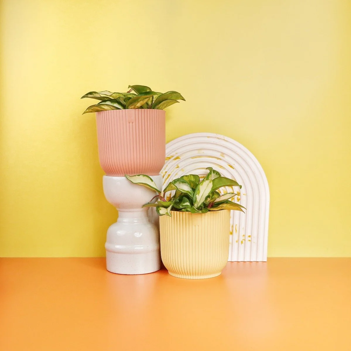 HOYA CARNOSA TRICOLOR - Image 6