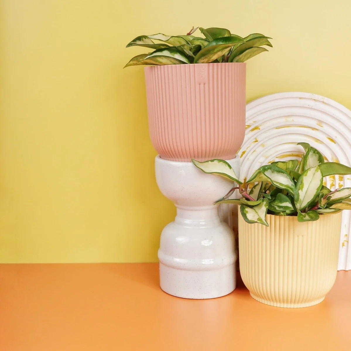 HOYA CARNOSA TRICOLOR - Image 7